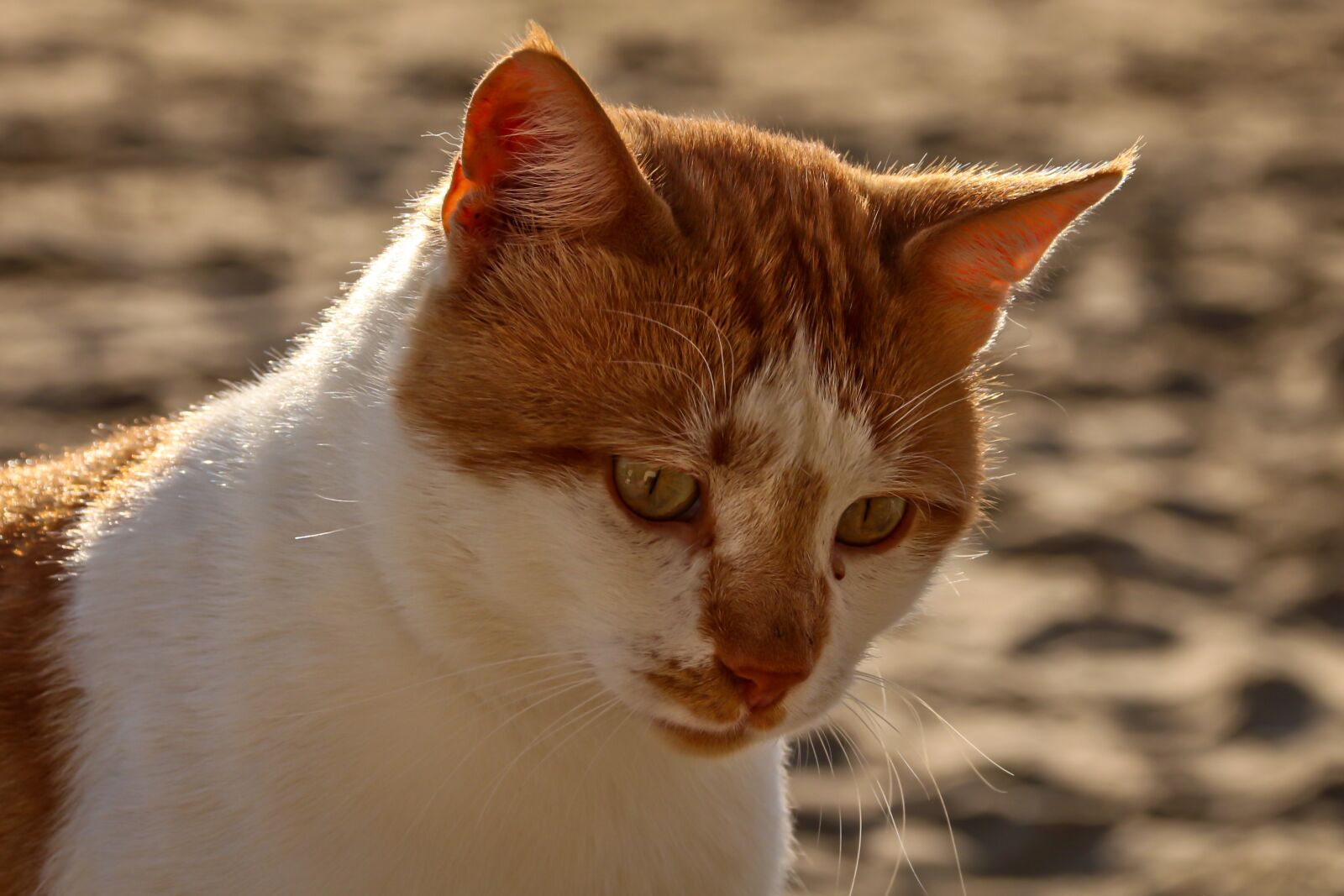 Canon EOS 650D (EOS Rebel T4i / EOS Kiss X6i) sample photo. Cat, portrait, animal photography