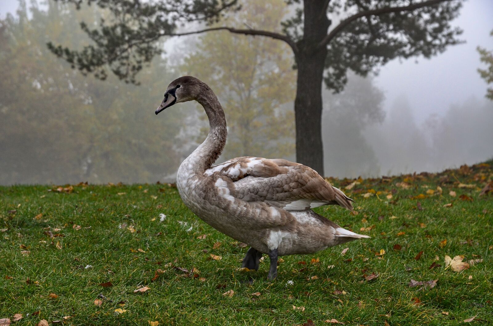 Nikon D7000 sample photo. Swan, water, schwimmvogel photography
