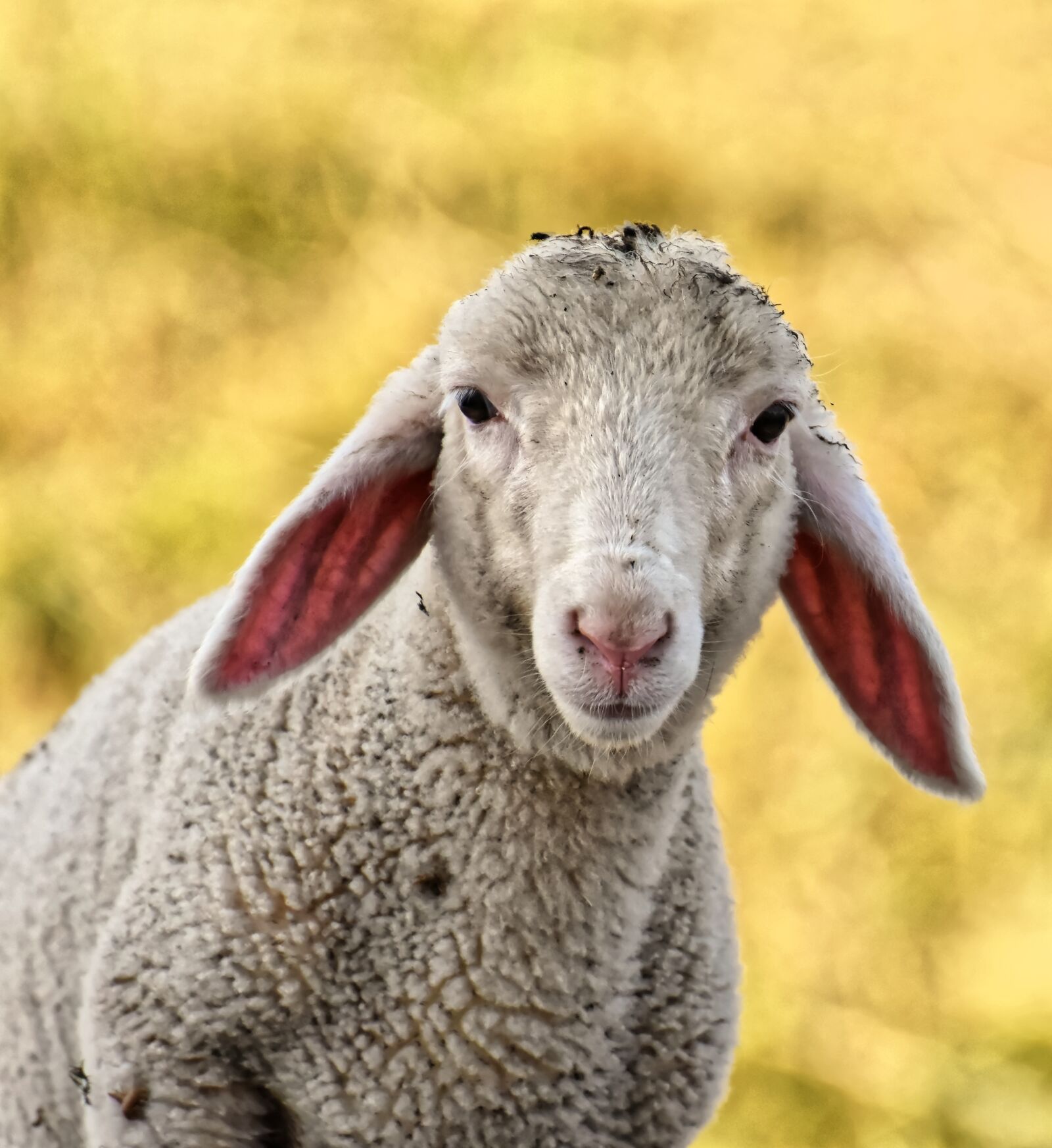 Nikon D7200 sample photo. Lamb, sheep, cute photography