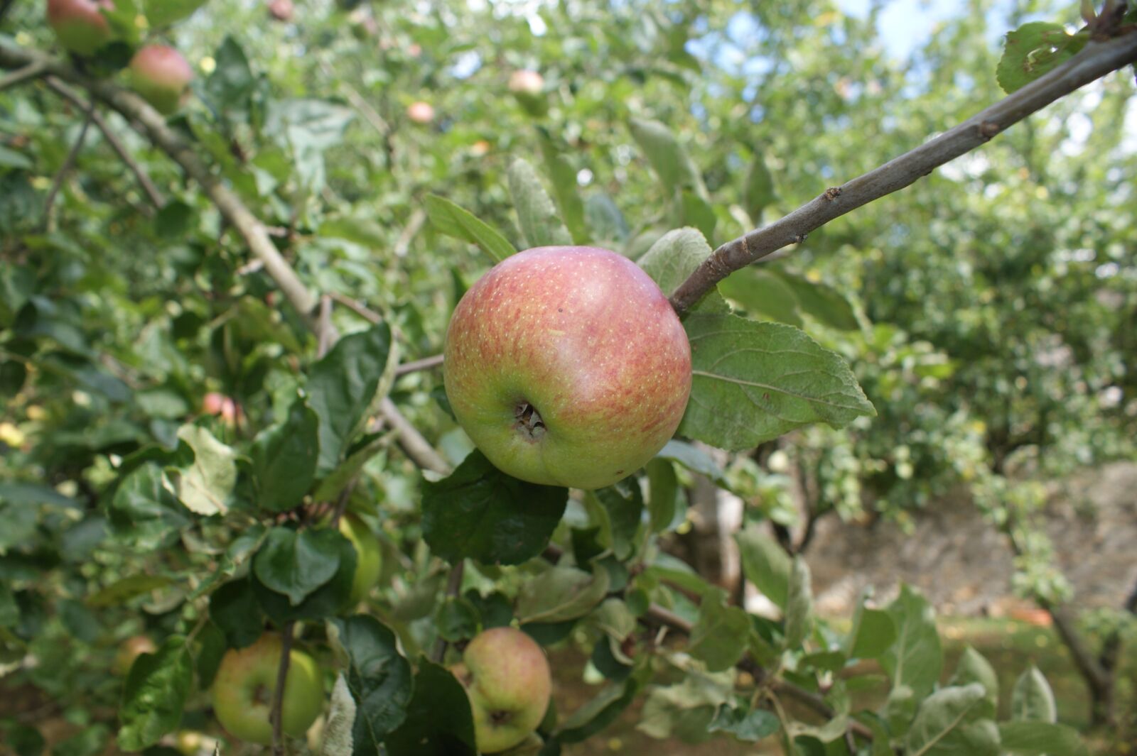 Sony Alpha DSLR-A350 sample photo. Apple, orchard, autumn photography