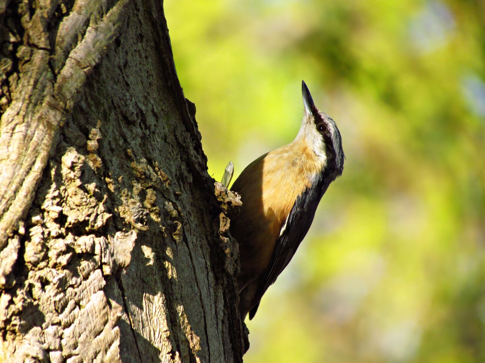 Canon PowerShot SX30 IS sample photo. Bird, birds, tree photography