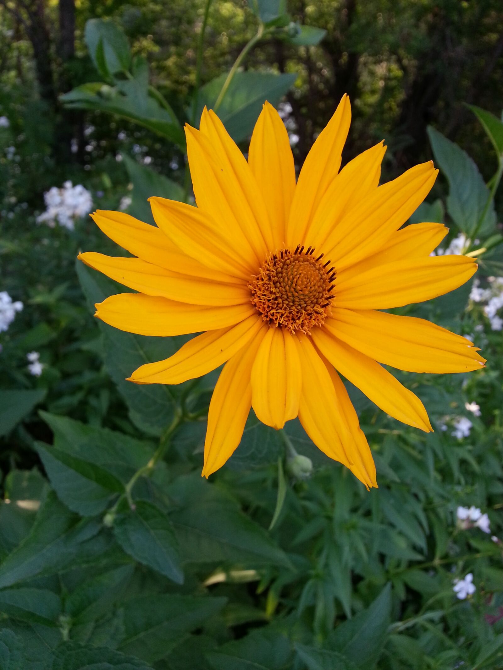 Samsung Galaxy S3 sample photo. Flower, sunny, petals photography