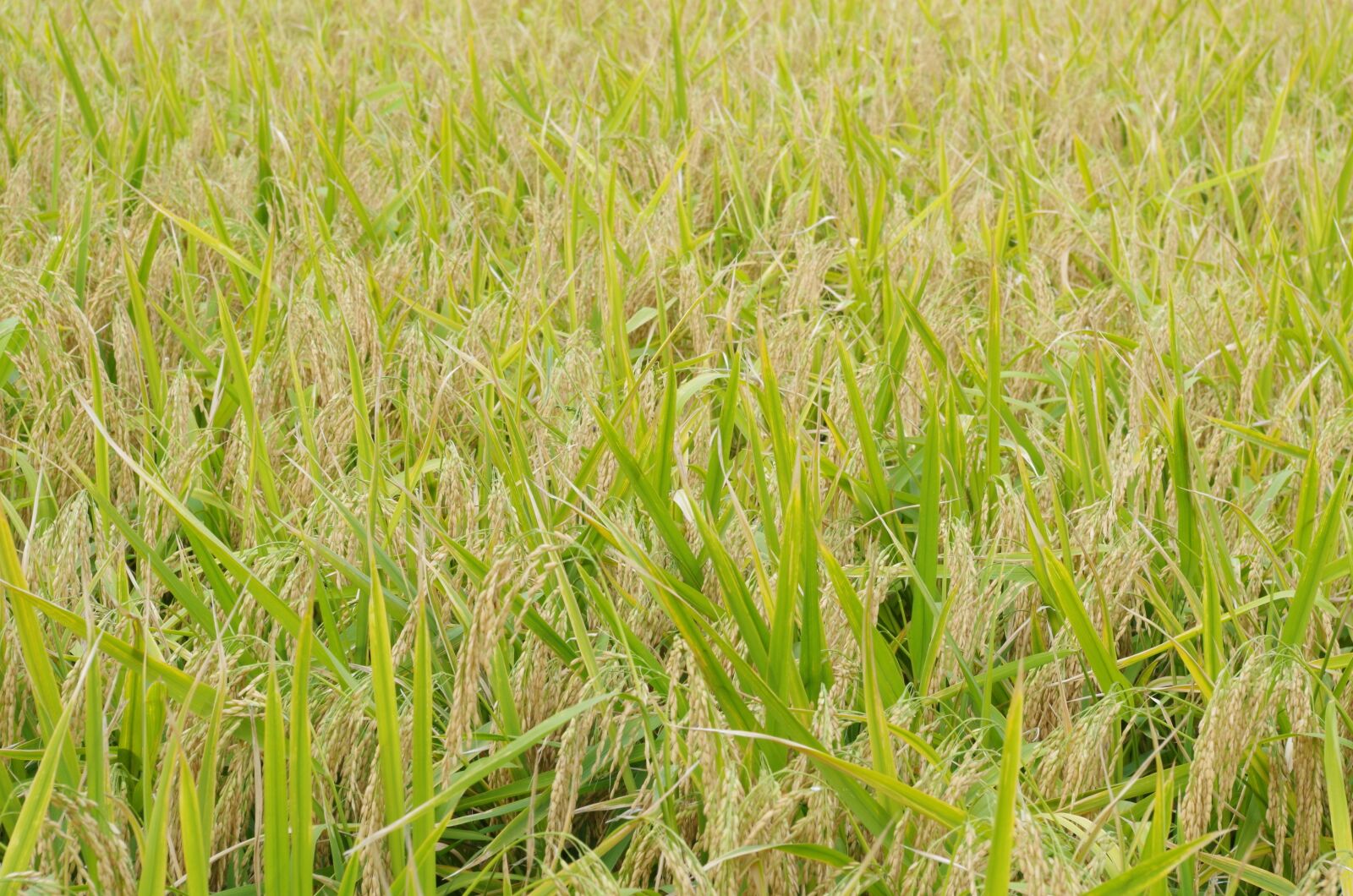 Pentax K-30 sample photo. Rice, golden yellow, site photography