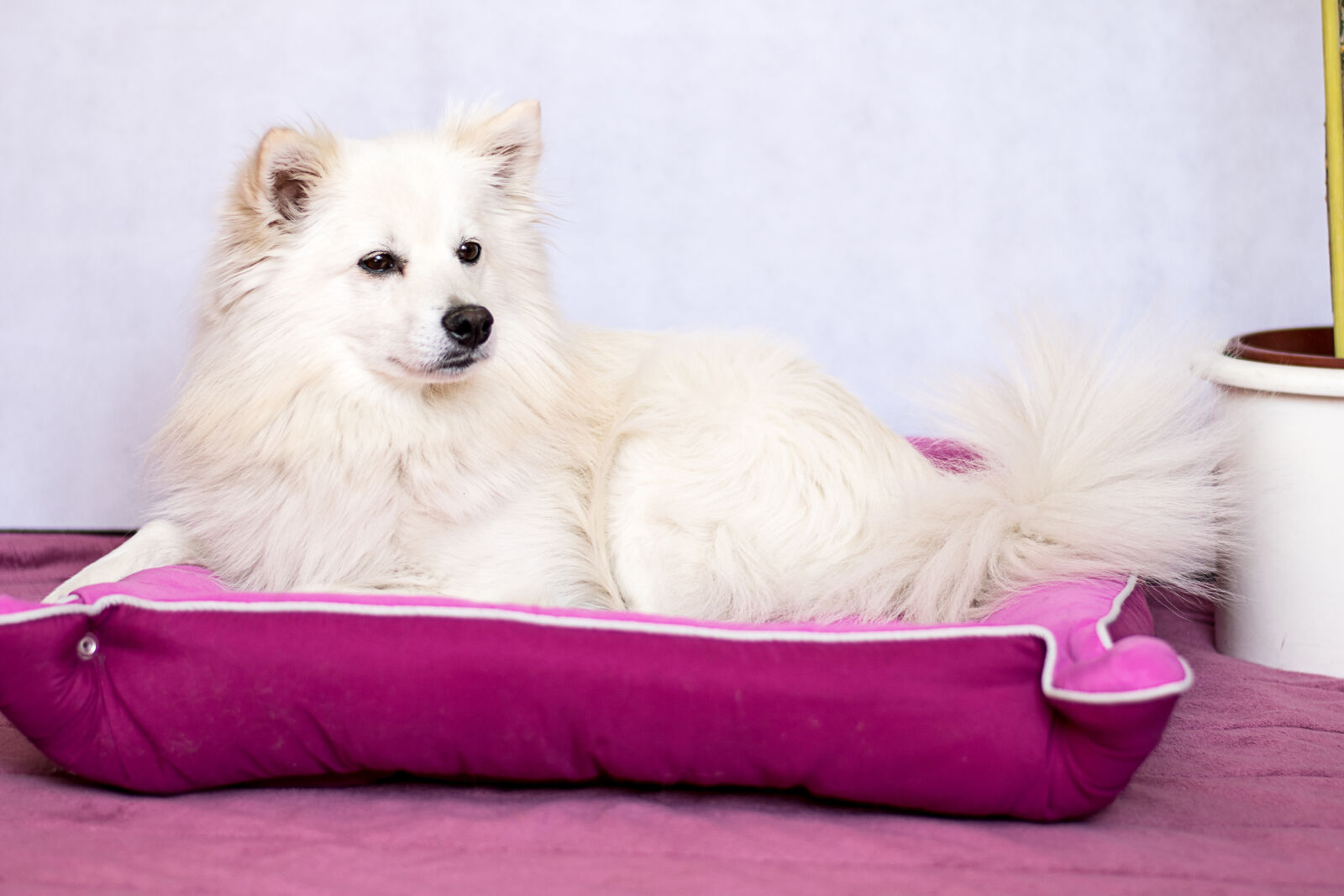 Nikon AF-S Nikkor 50mm F1.8G sample photo. Dog, pointed photography