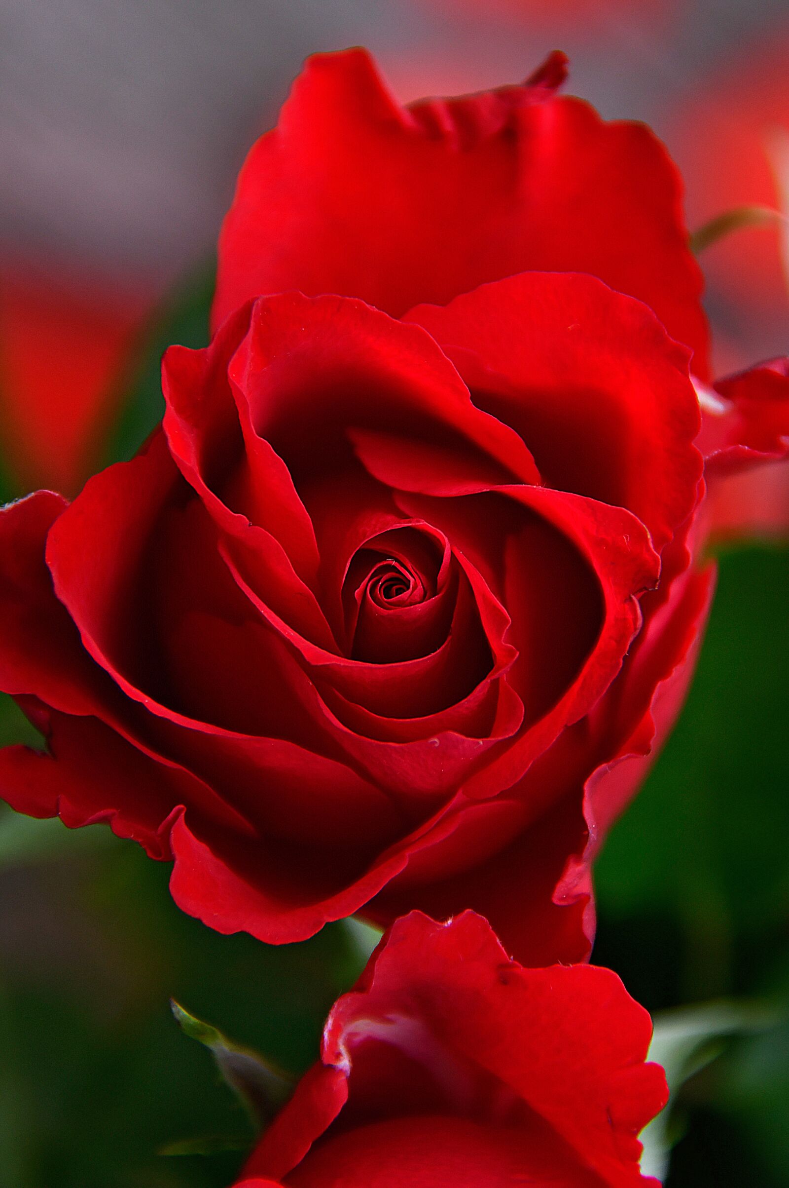 Nikon D3200 sample photo. Rose, rose petals, red photography