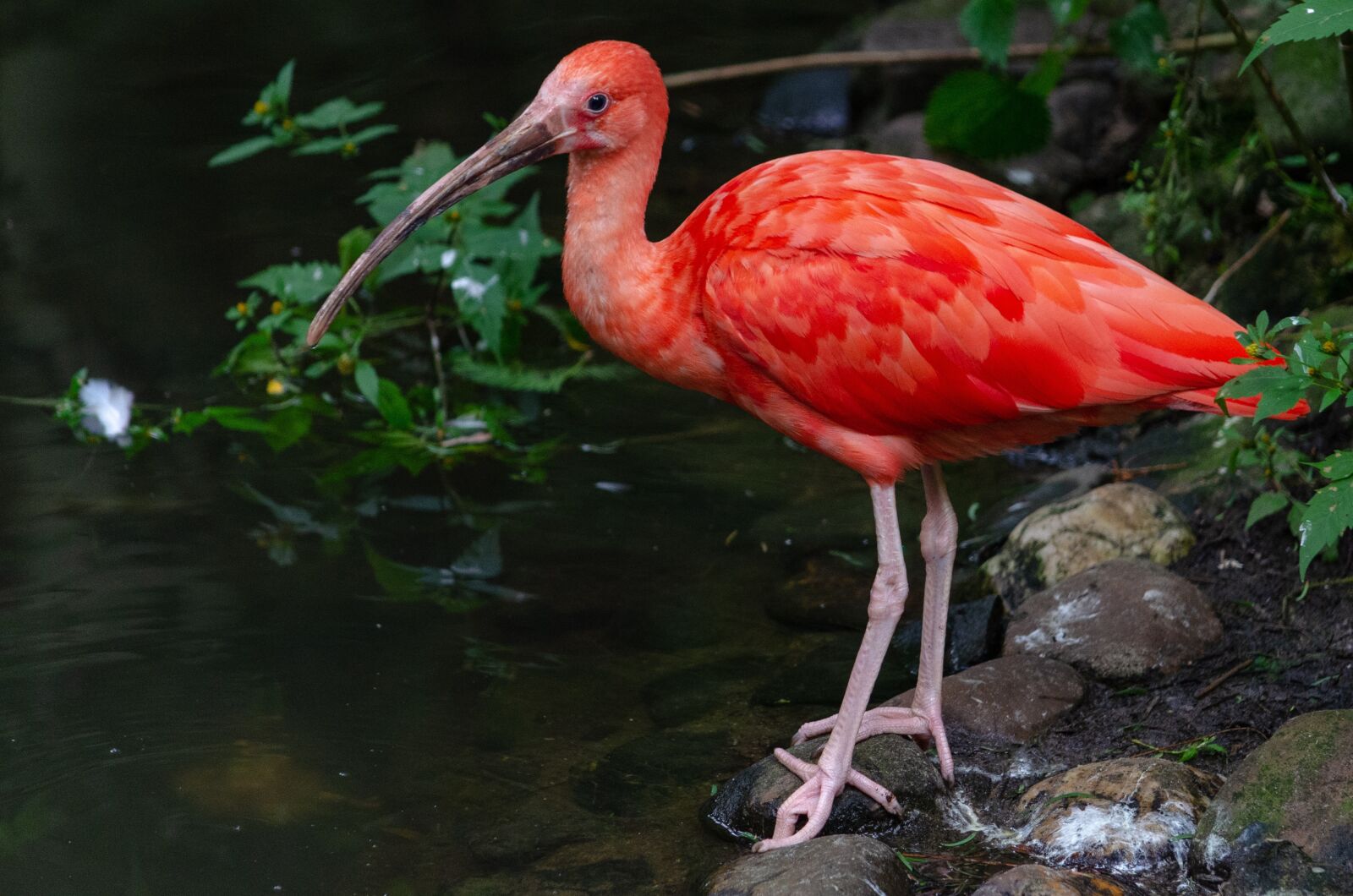 Nikon D5100 sample photo. Bird, water, plumage photography