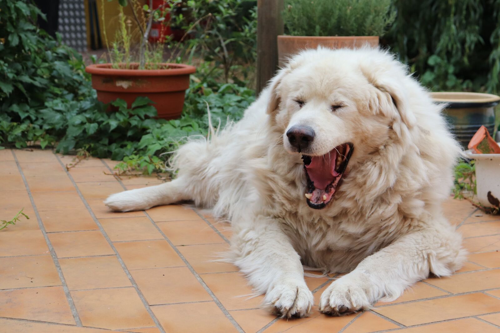 Canon EOS 200D (EOS Rebel SL2 / EOS Kiss X9) sample photo. Maremano, dog, yawns photography