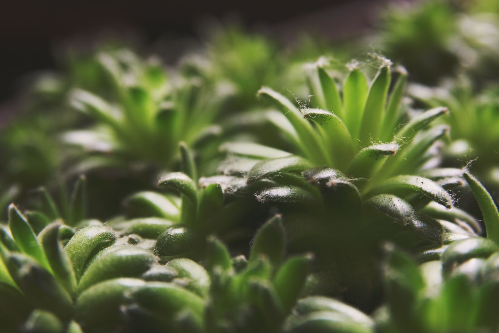 Canon EOS 400D (EOS Digital Rebel XTi / EOS Kiss Digital X) sample photo. Succulents, greenery, sempervivum photography
