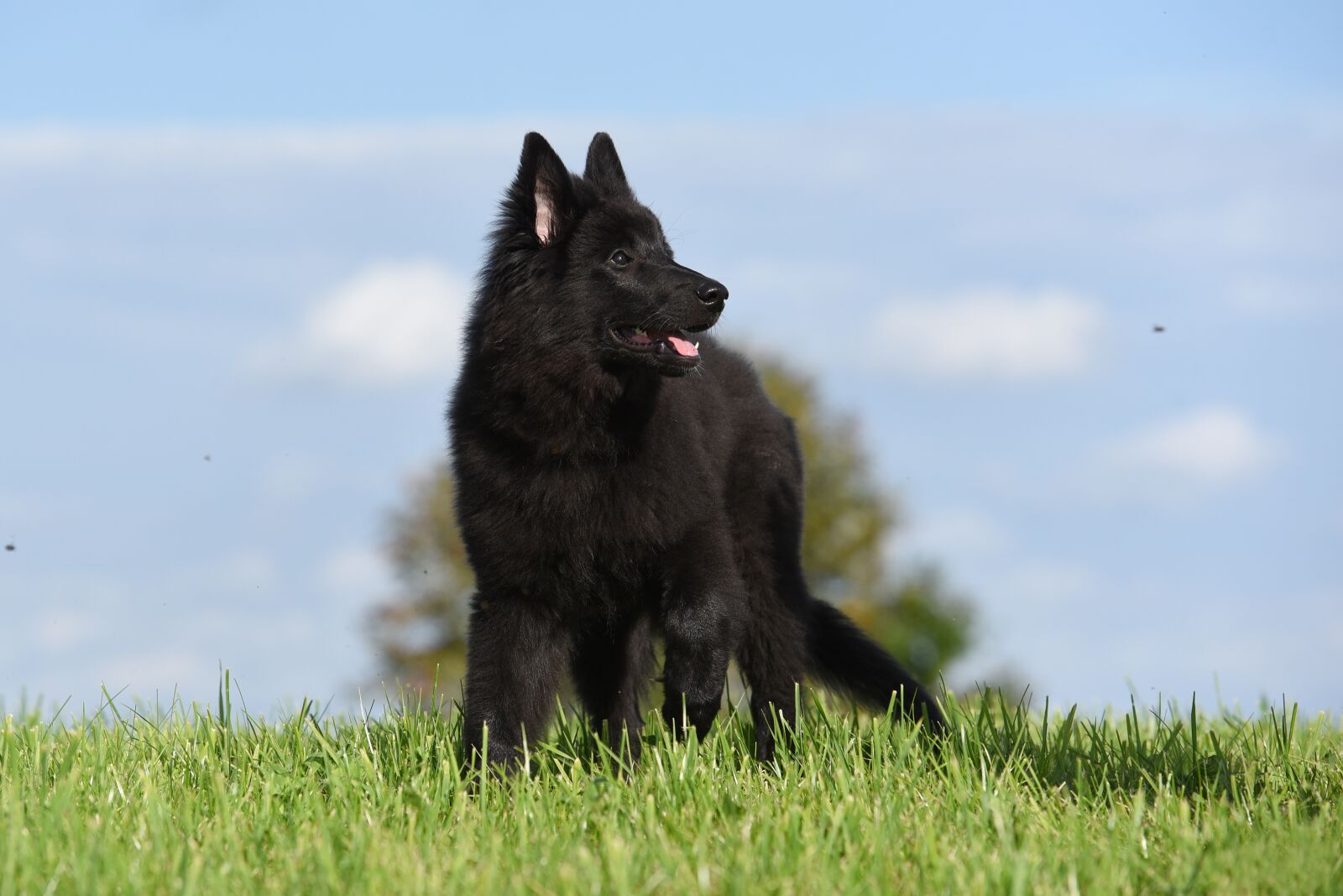 Nikon D750 sample photo. Belgian shepherd dog, puppy photography