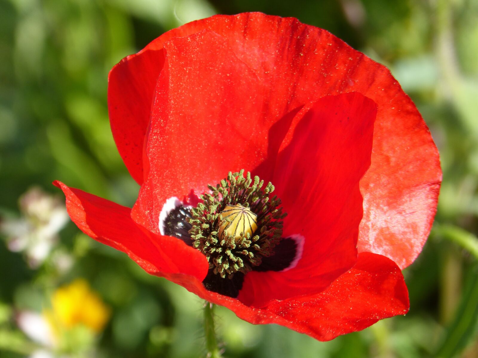Panasonic DMC-FZ62 sample photo. Poppy, ababol, rosella photography