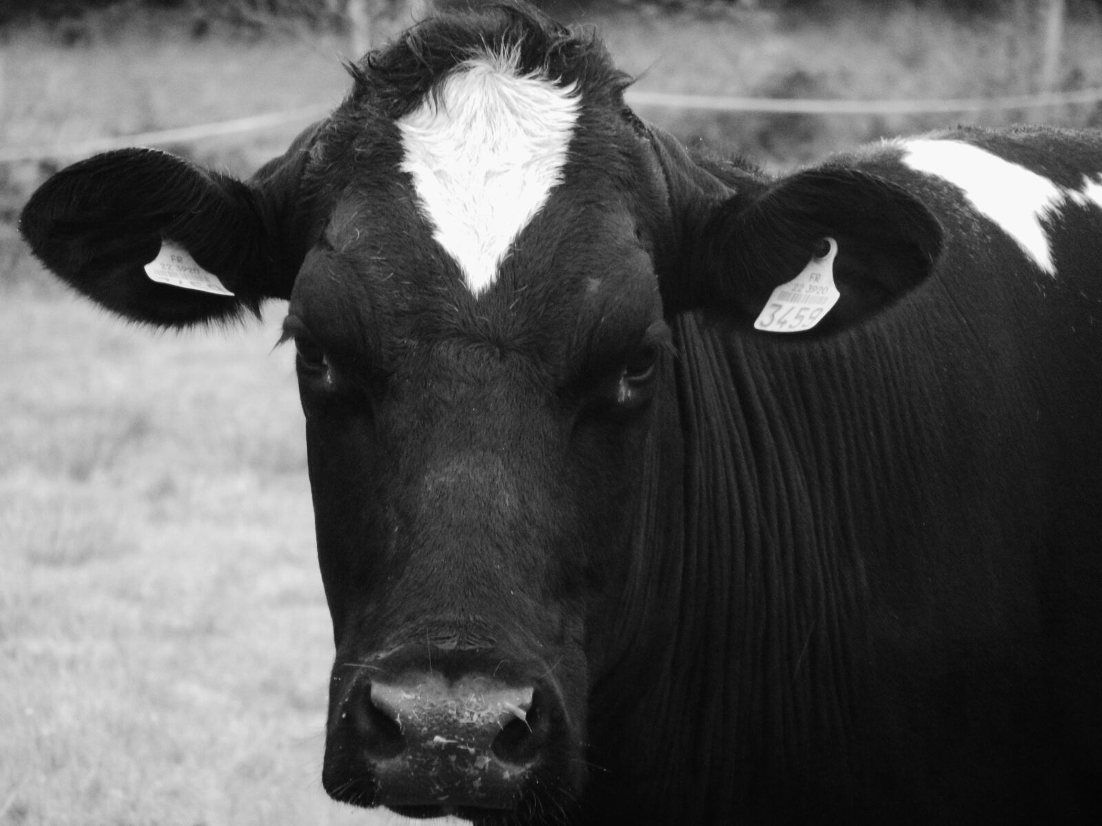 Nikon Coolpix S9100 sample photo. Cow, portrait, animals photography