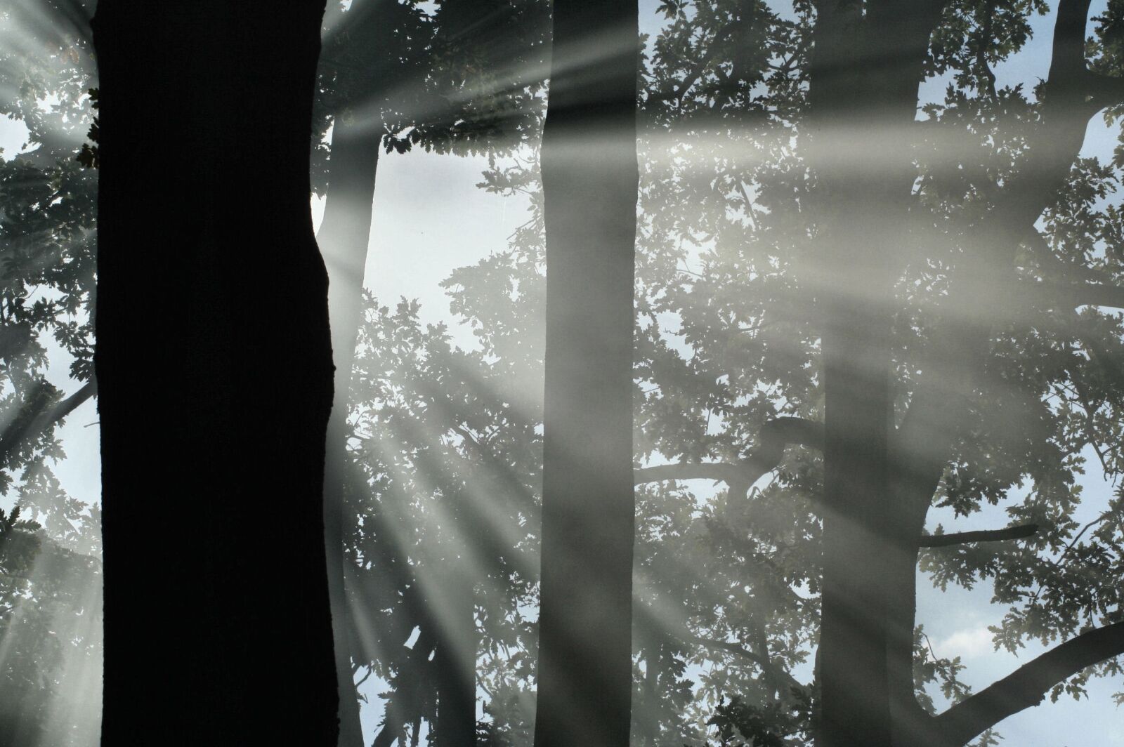 Canon EOS 350D (EOS Digital Rebel XT / EOS Kiss Digital N) sample photo. Trees, smoke, silhouette photography