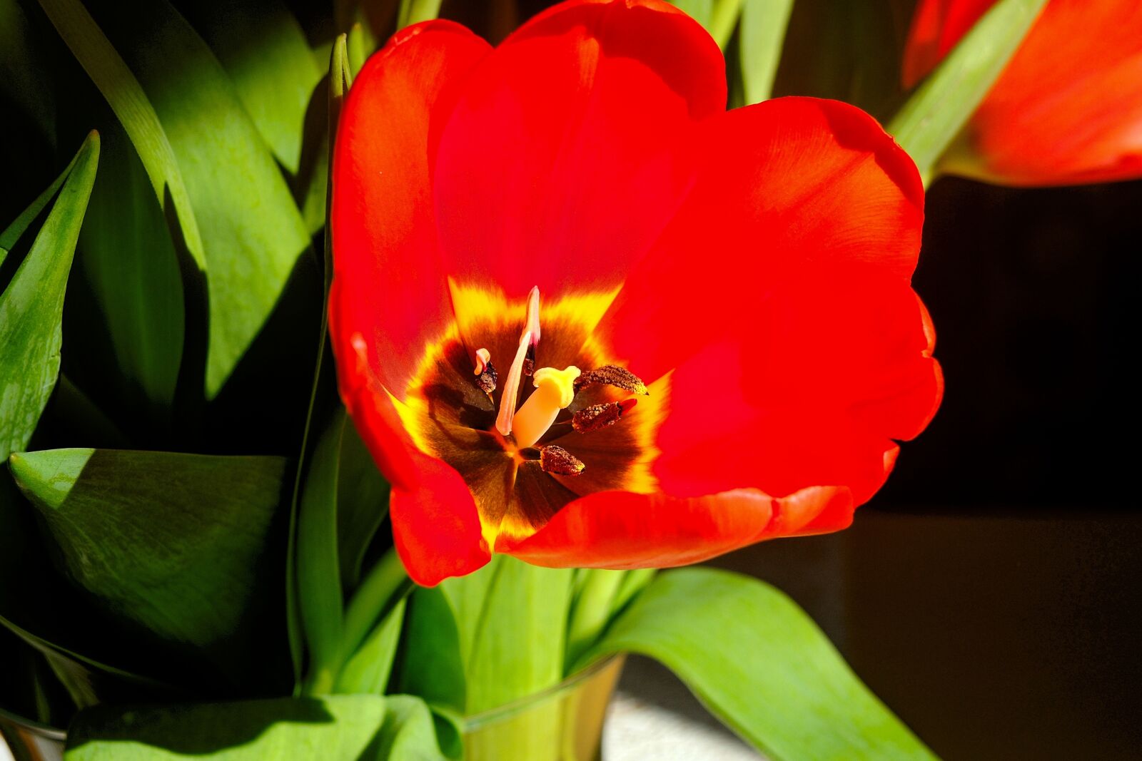 Nikon Coolpix P7700 sample photo. Tulip, red, nature photography