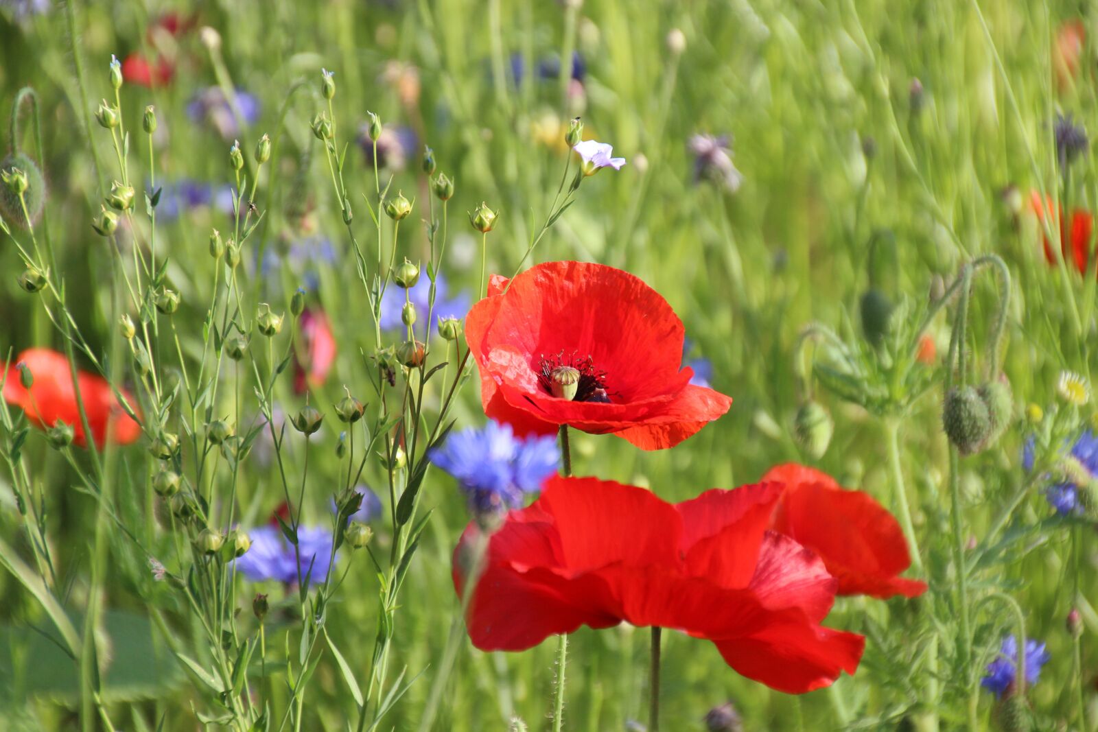 Canon EOS 600D (Rebel EOS T3i / EOS Kiss X5) sample photo. Fallow, poppies, blueberries photography