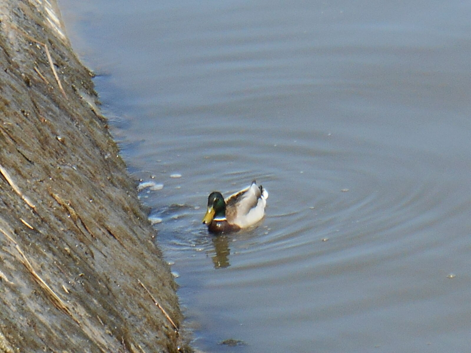 Nikon Coolpix S3500 sample photo. Canard, eau, lent, male photography