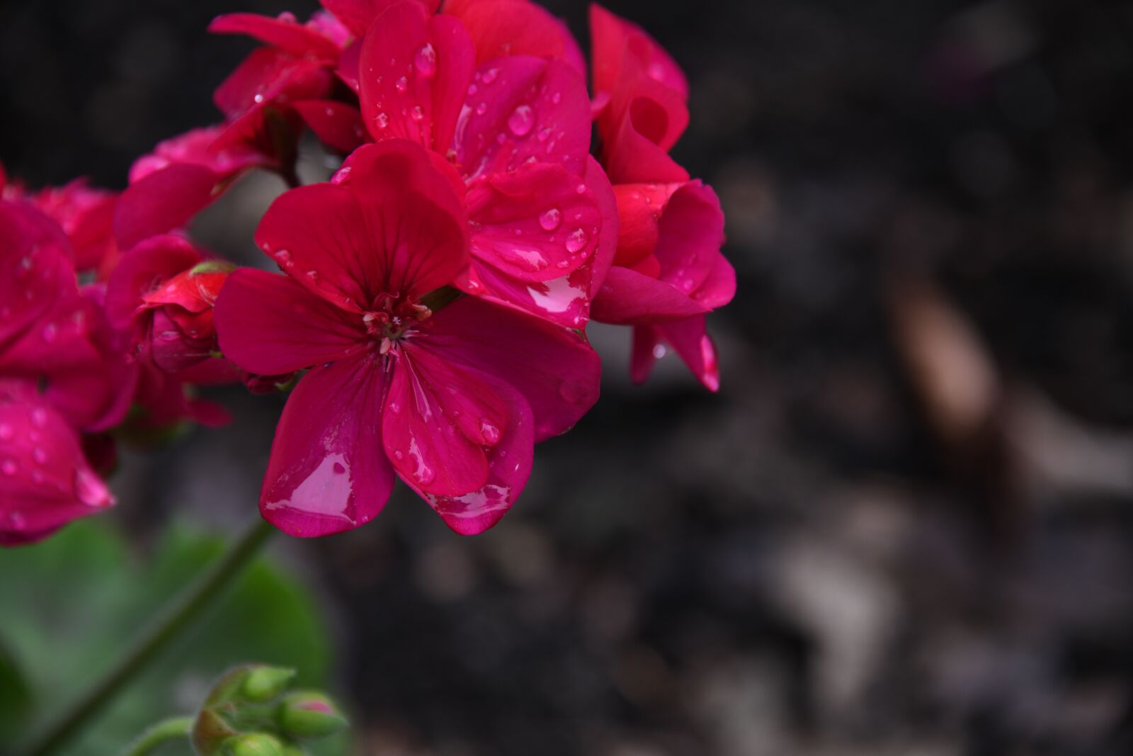 Nikon D850 sample photo. Geranium, flower, pink photography
