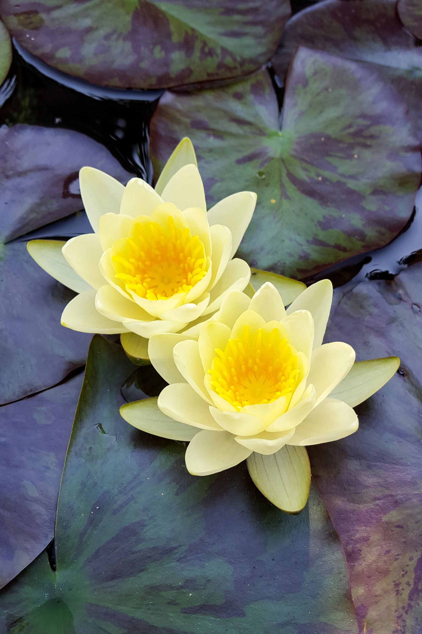 Samsung GALAXY S6 edge sample photo. Lily, water, pond photography