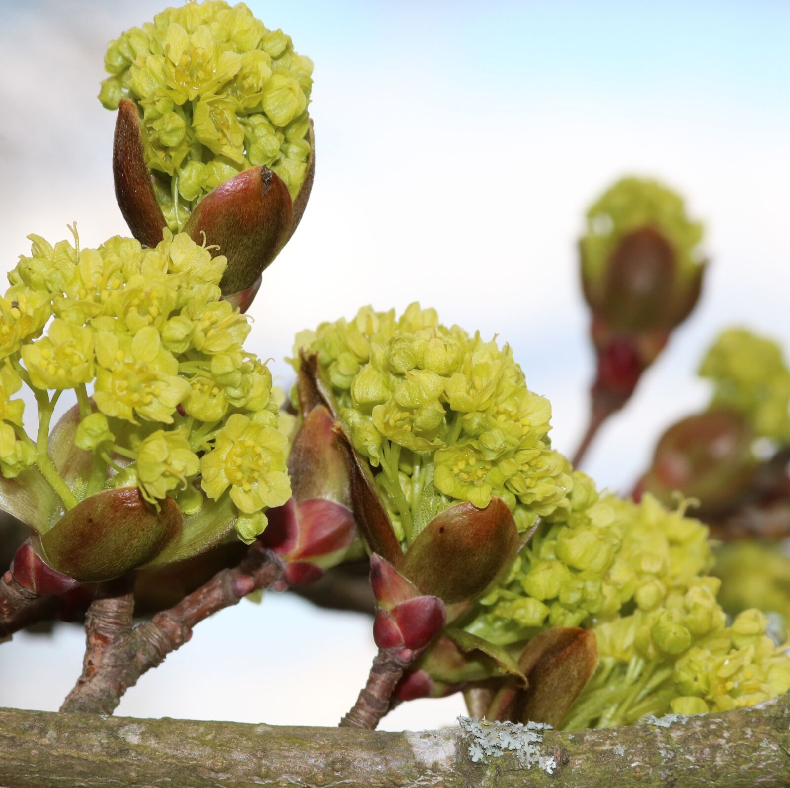 Canon EOS 750D (EOS Rebel T6i / EOS Kiss X8i) + Canon EF 28-135mm F3.5-5.6 IS USM sample photo. Buds, sycamore, tree photography