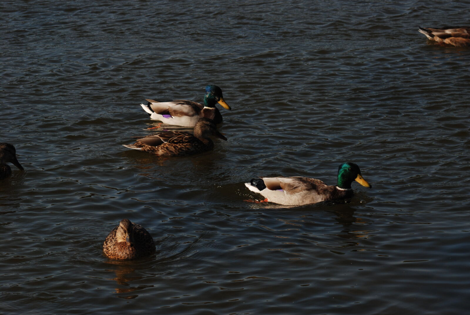 Nikon D80 sample photo