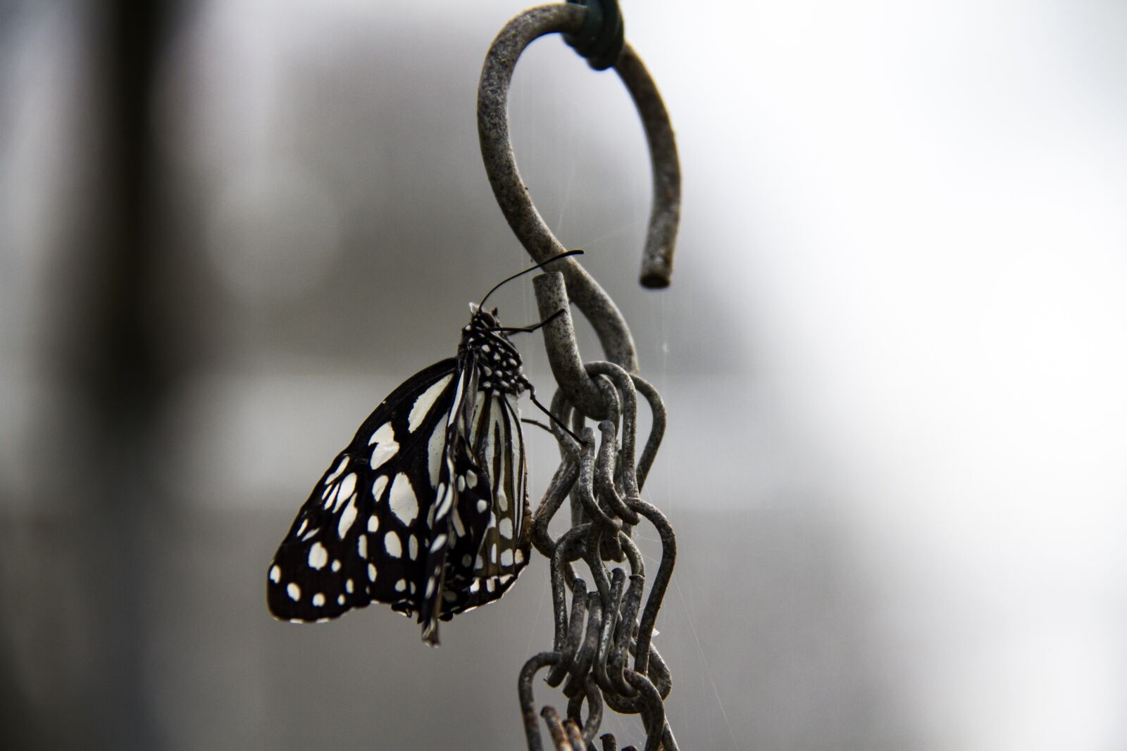 Canon EOS 7D sample photo. Butterfly, nature, insect photography