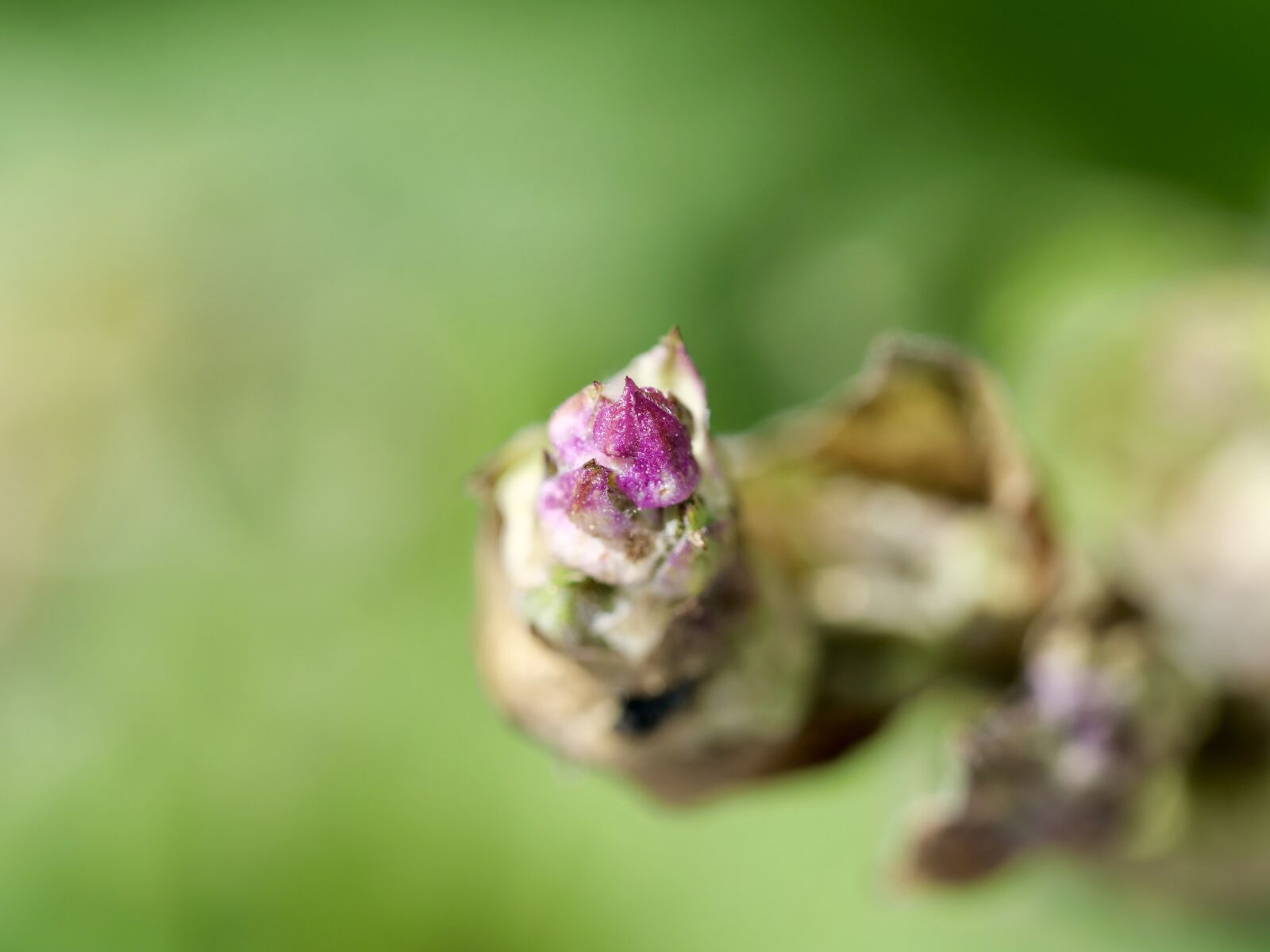 Panasonic Lumix DC-G9 sample photo. Macro, close up, spring photography