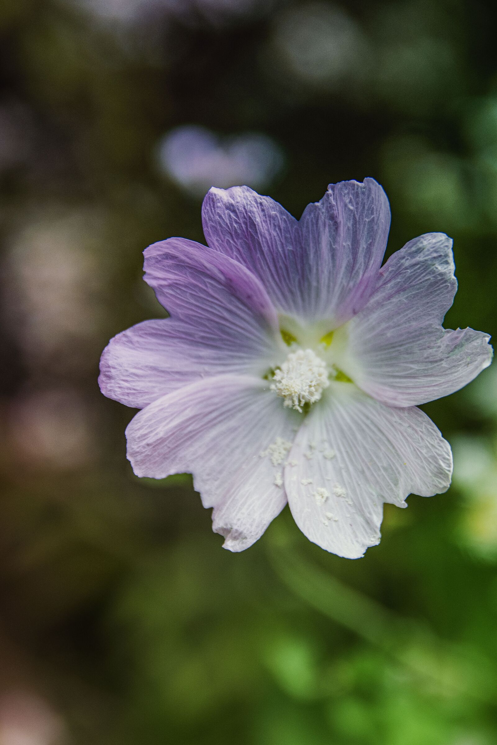 Nikon D5300 sample photo. Flower, field bloom, meadow photography