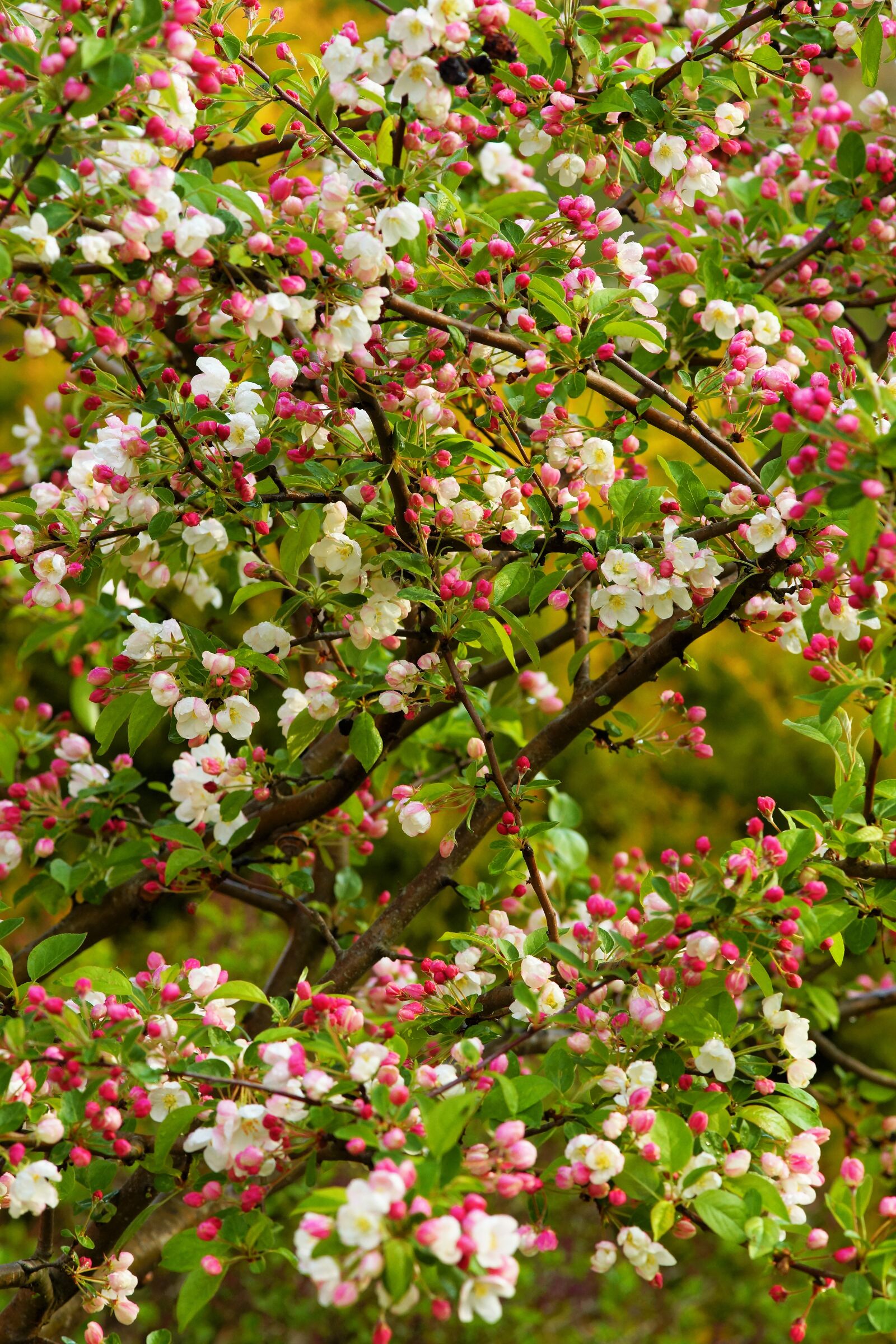 Minolta AF 200mm F2.8 HS-APO G sample photo. Apple tree, spring, apple photography