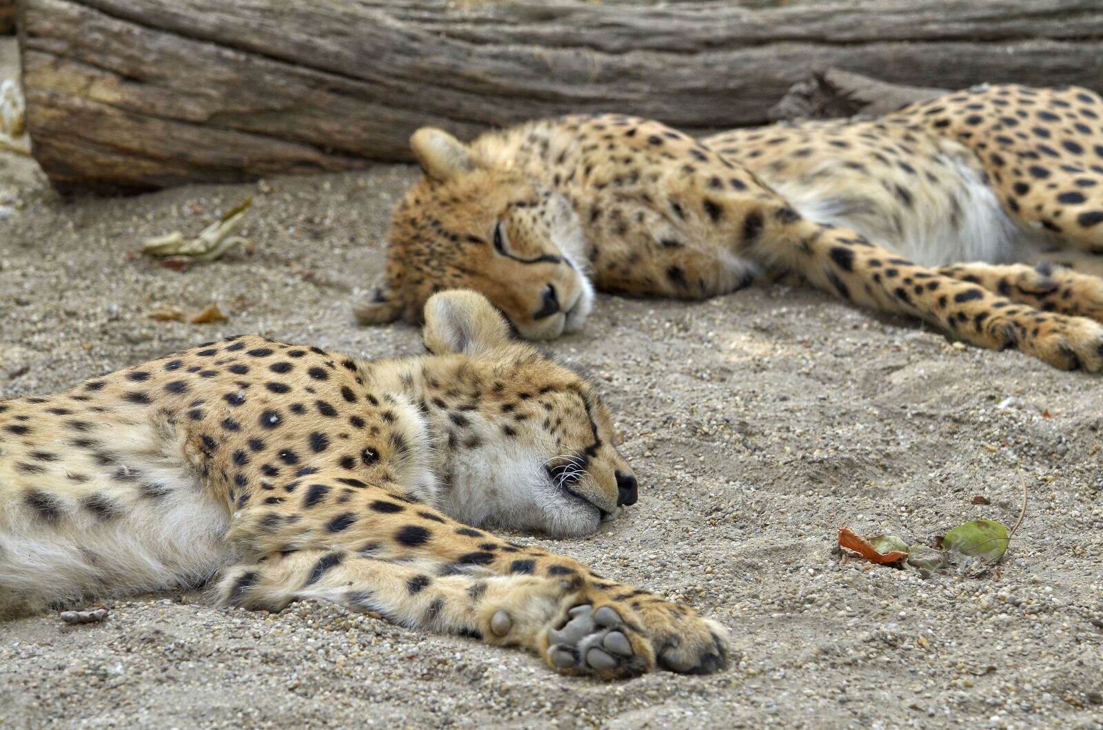 Nikon D7000 sample photo. Cheetah, cat, sleep photography