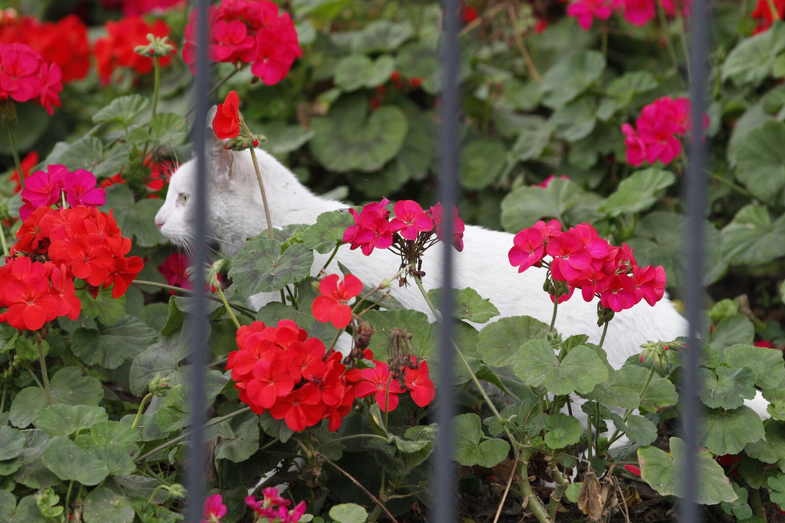 Canon EOS 1300D (EOS Rebel T6 / EOS Kiss X80) + Canon EF 70-200mm F2.8L IS II USM sample photo. Cat, flowers, white photography