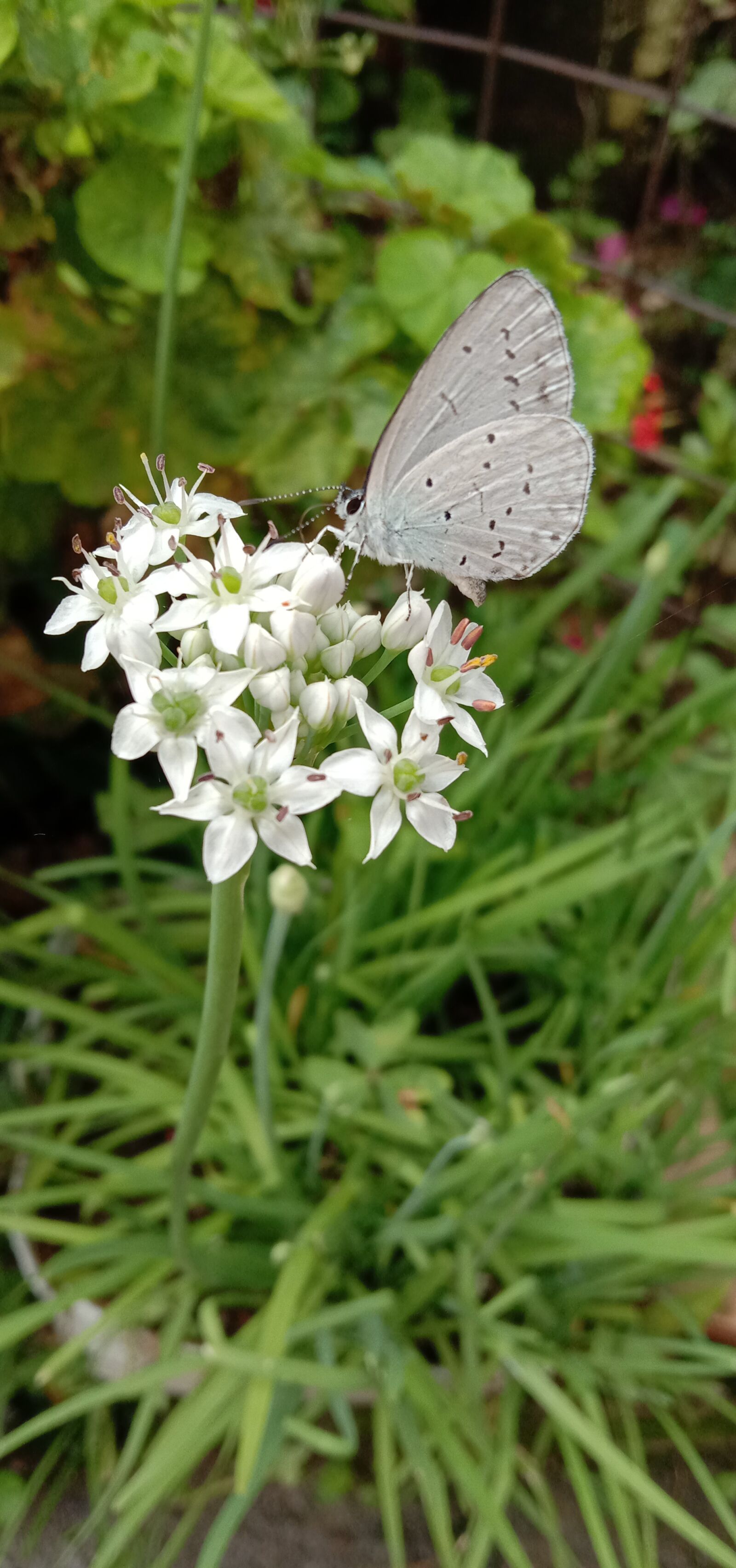 vivo 1902 sample photo. Plant, bloom, flower photography