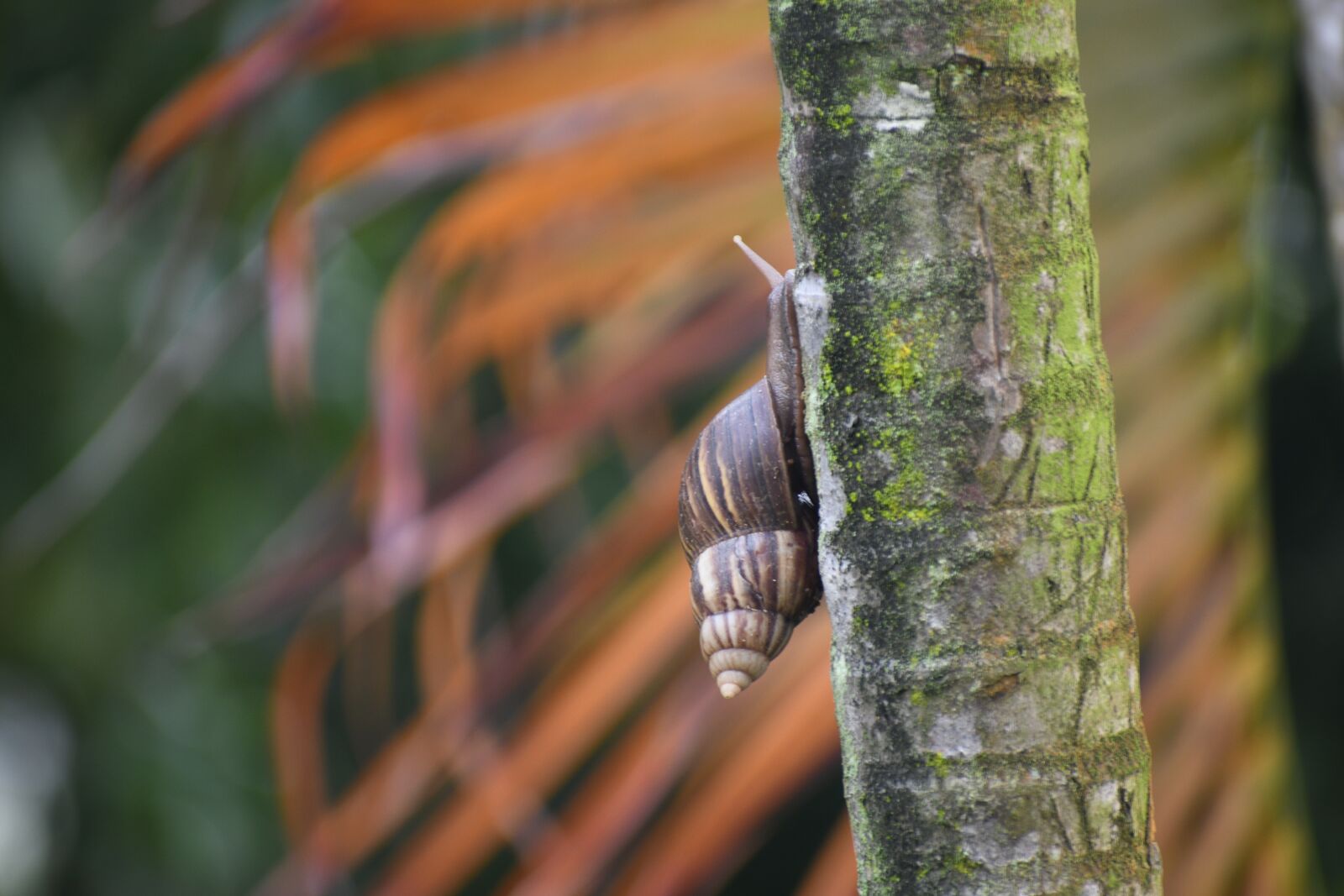 Nikon D7500 sample photo. Animal, snail, mollusk photography