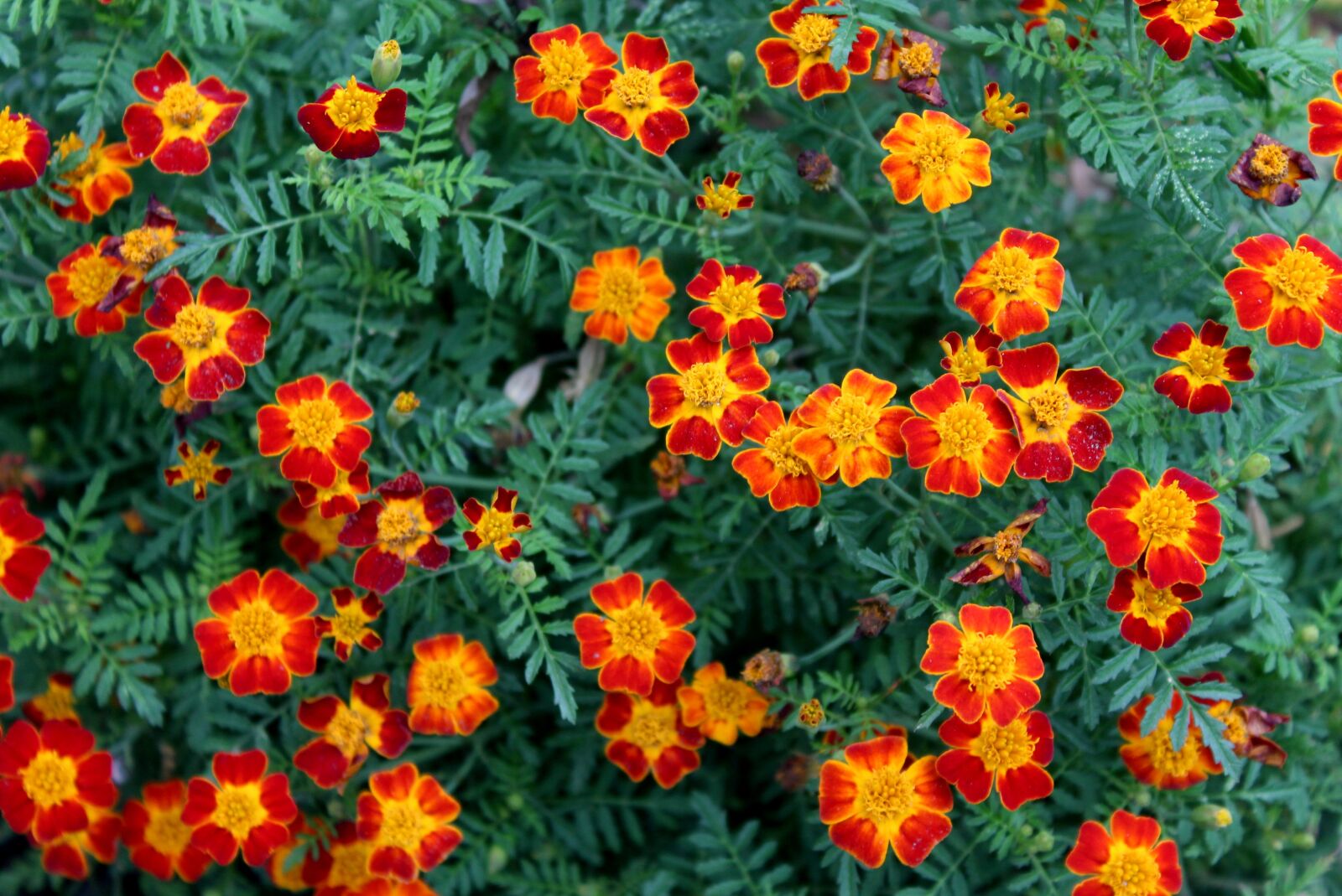 Canon EOS 1200D (EOS Rebel T5 / EOS Kiss X70 / EOS Hi) sample photo. Flowers, marigold, tiny flowers photography