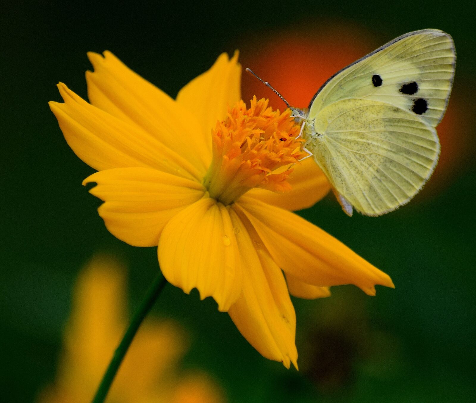 Nikon D3300 sample photo. Nature, flower, butterfly photography