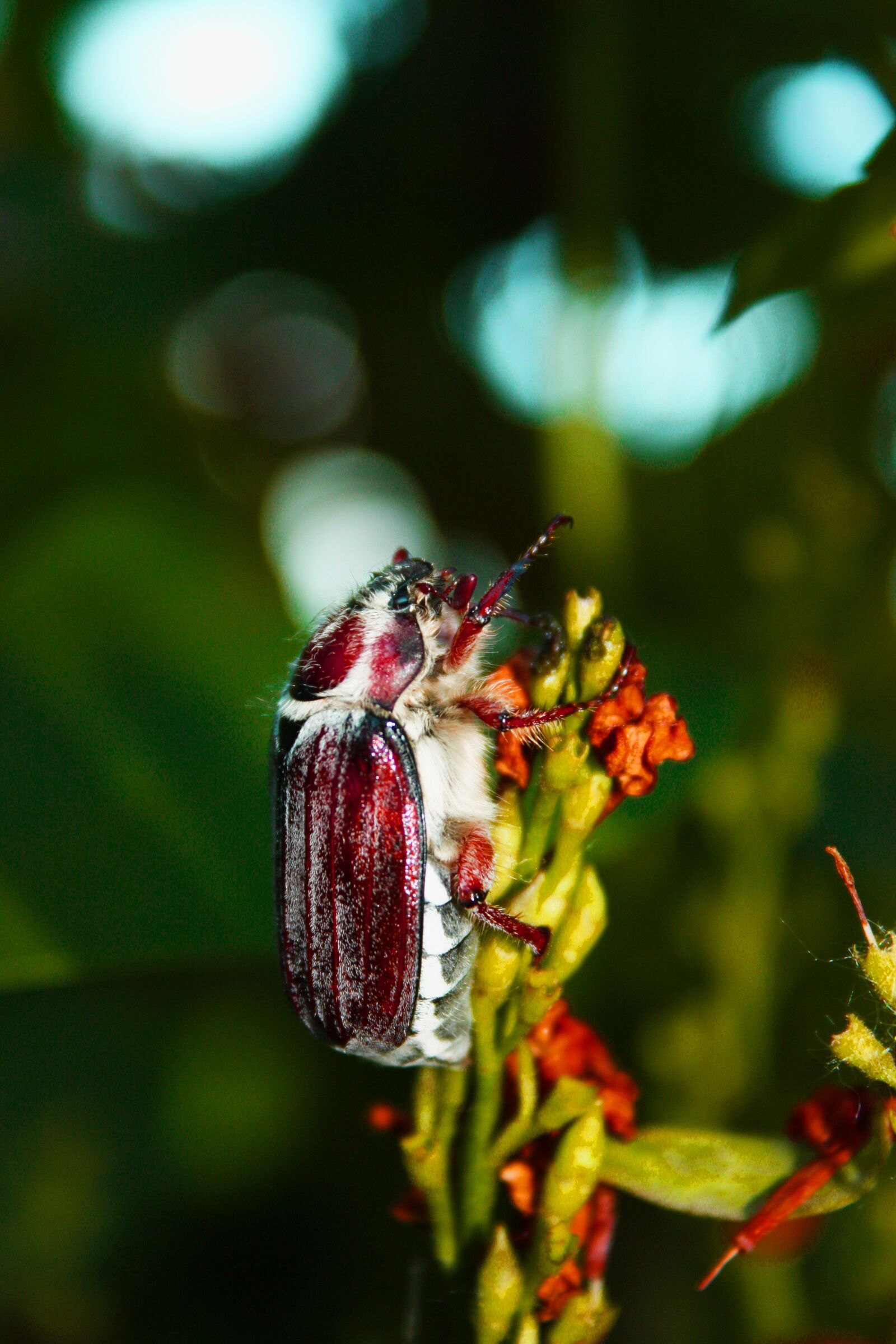 Canon EOS 450D (EOS Rebel XSi / EOS Kiss X2) sample photo. May beetle on a photography