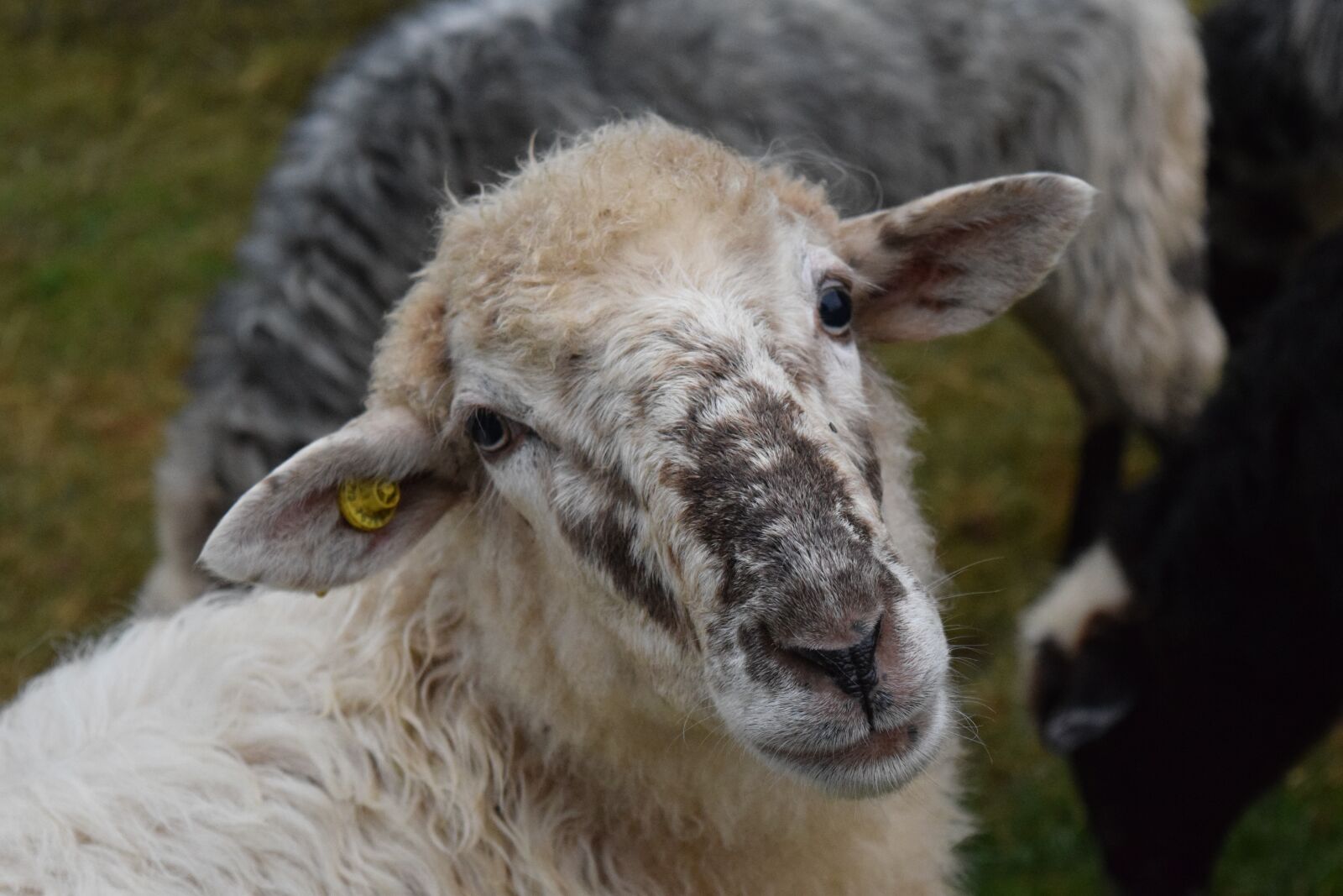 Nikon D3300 sample photo. Sheep, sheepshead, animal photography