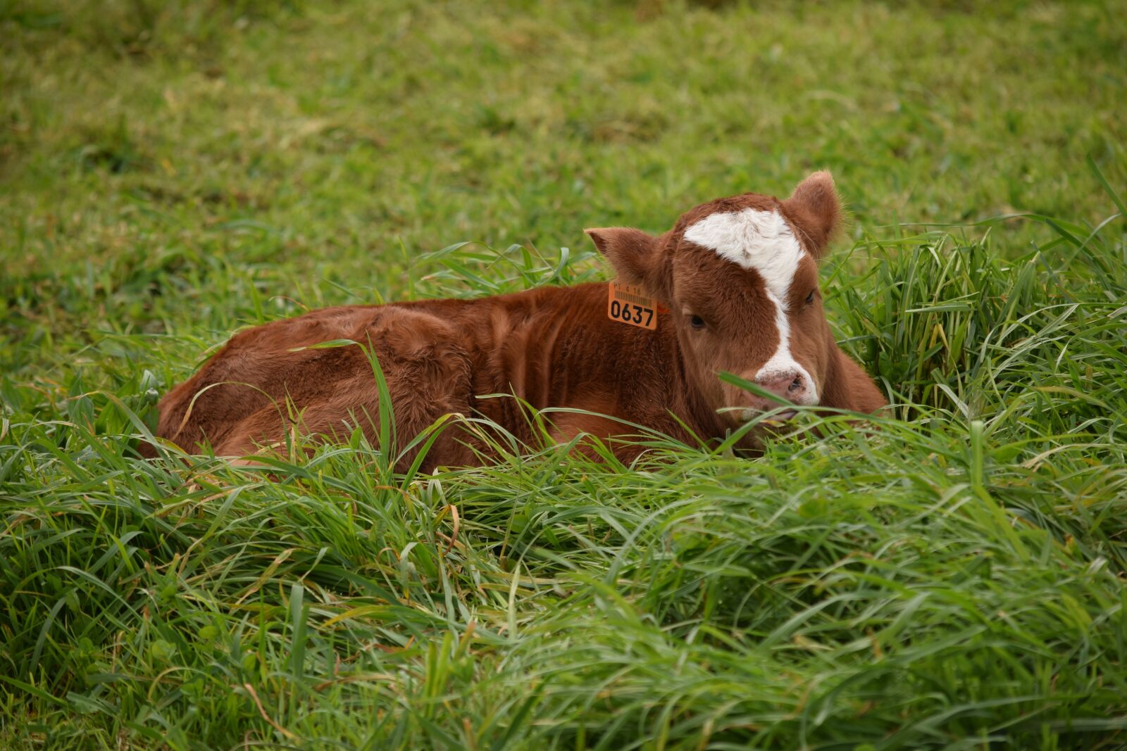 Nikon D3300 sample photo. Cattle, calf, newborn photography