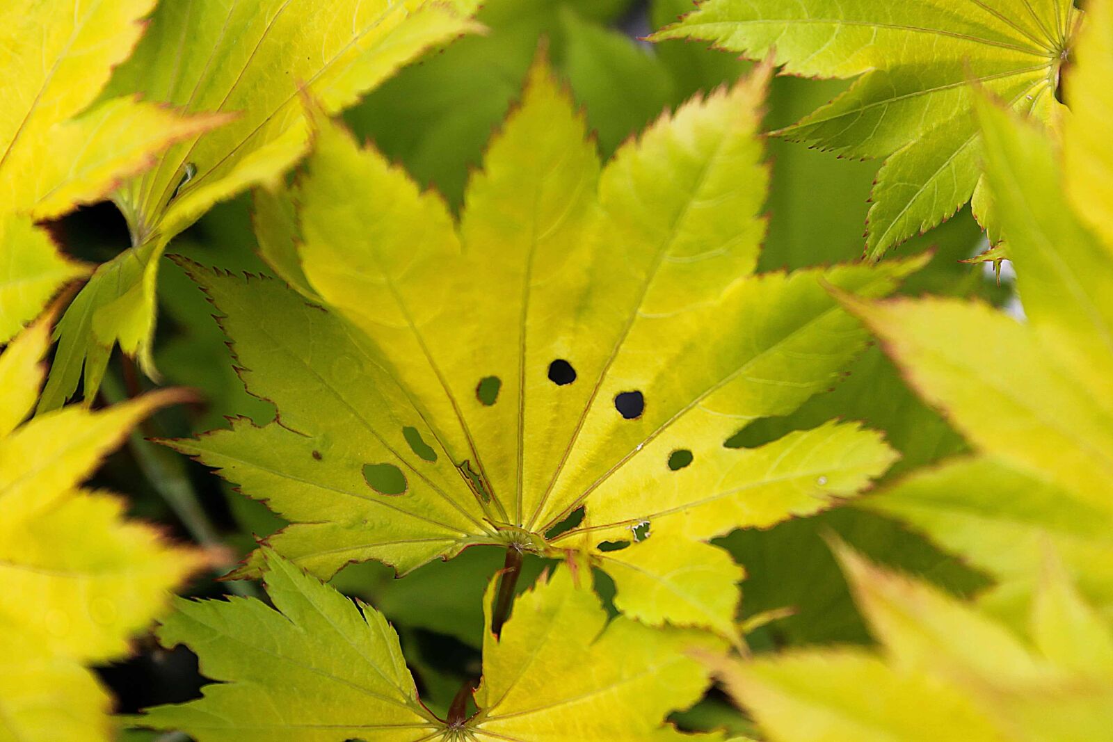 Canon EOS 1100D (EOS Rebel T3 / EOS Kiss X50) sample photo. Green leaf, macro, nature photography
