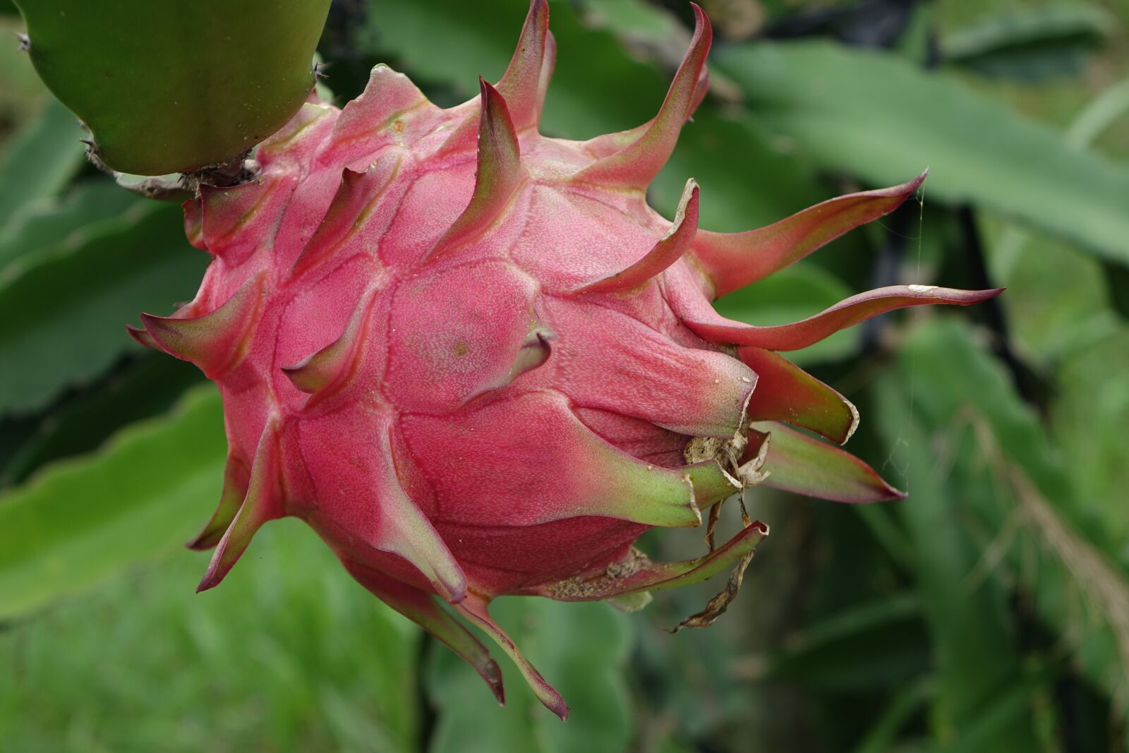 Sony Cyber-shot DSC-RX10 sample photo. Red dragon fruit, pitaya photography