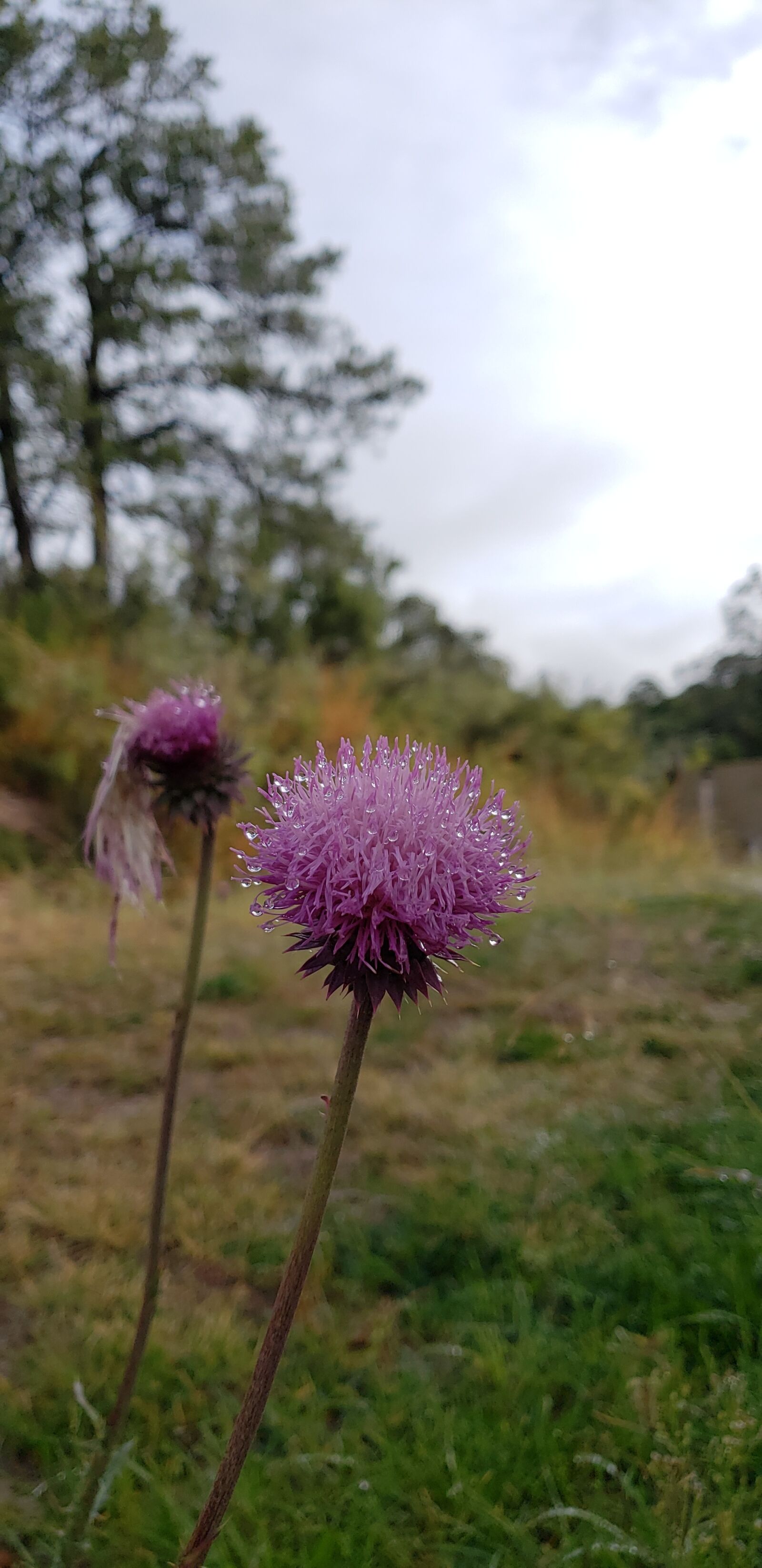 Samsung Galaxy S9 sample photo. Flower, milkweed, purple photography
