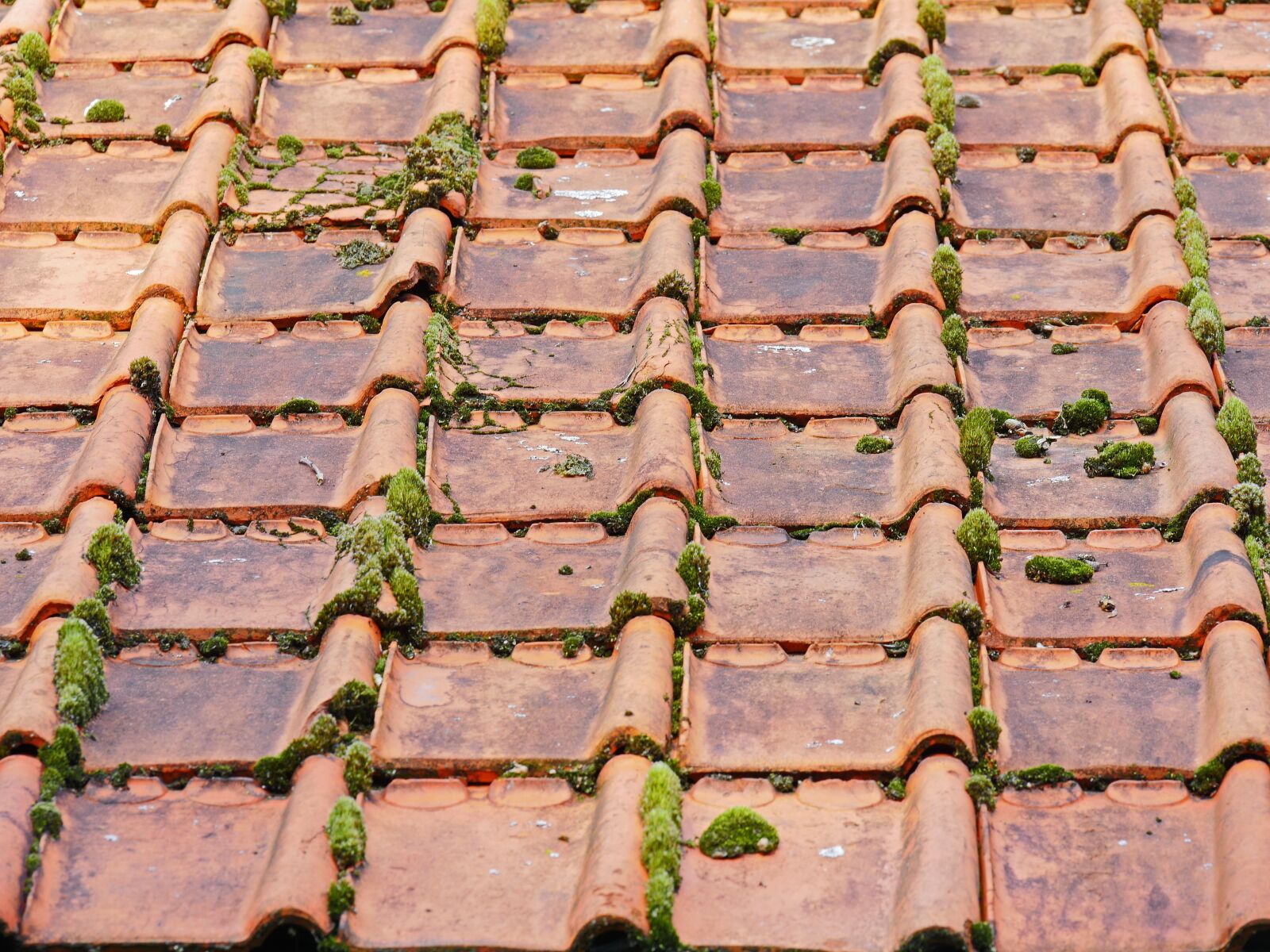 Panasonic Lumix DMC-GX8 sample photo. Old roof, roofing tiles photography