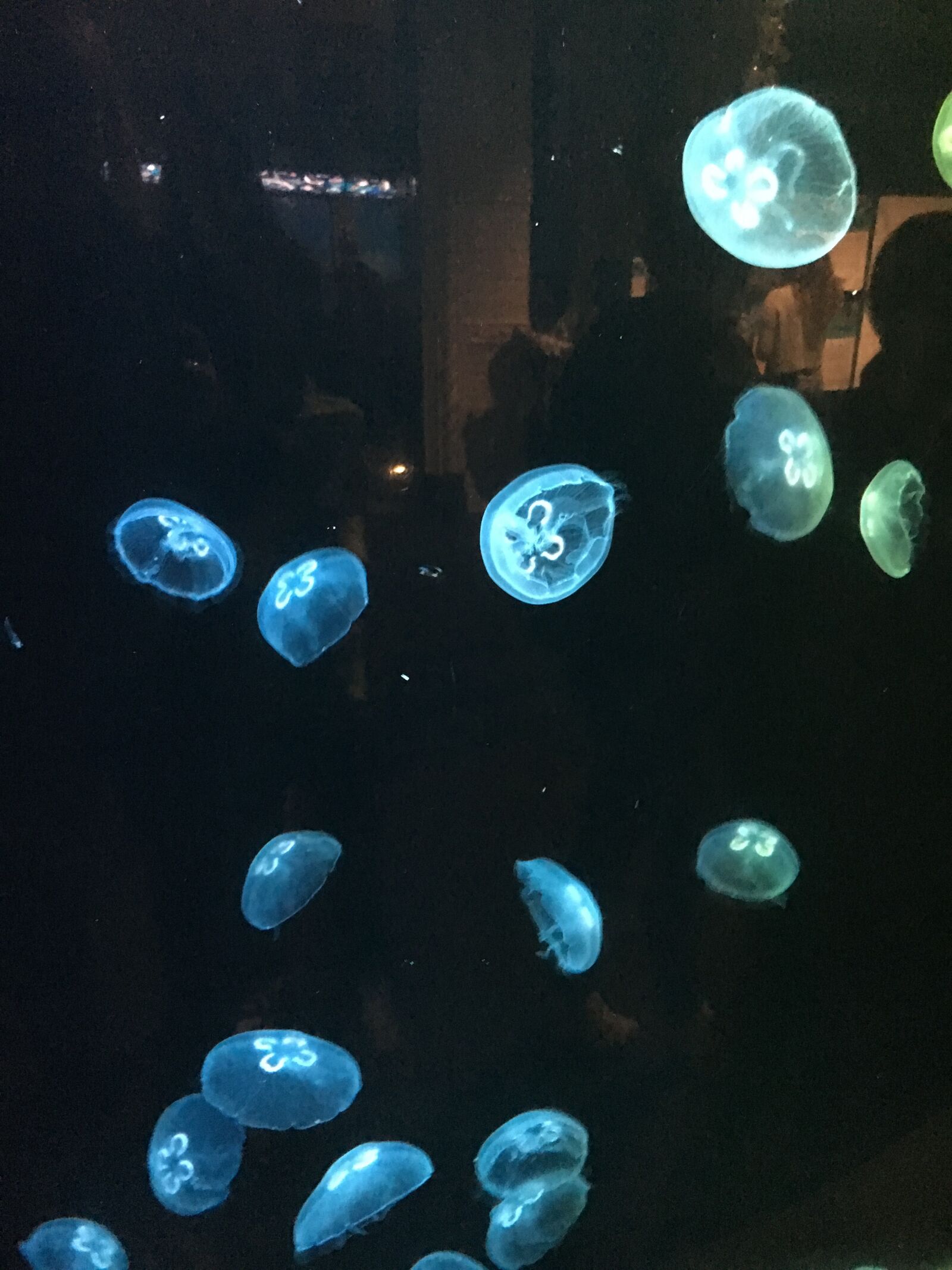 iPhone 6s back camera 4.15mm f/2.2 sample photo. Jellyfish, blue, green photography