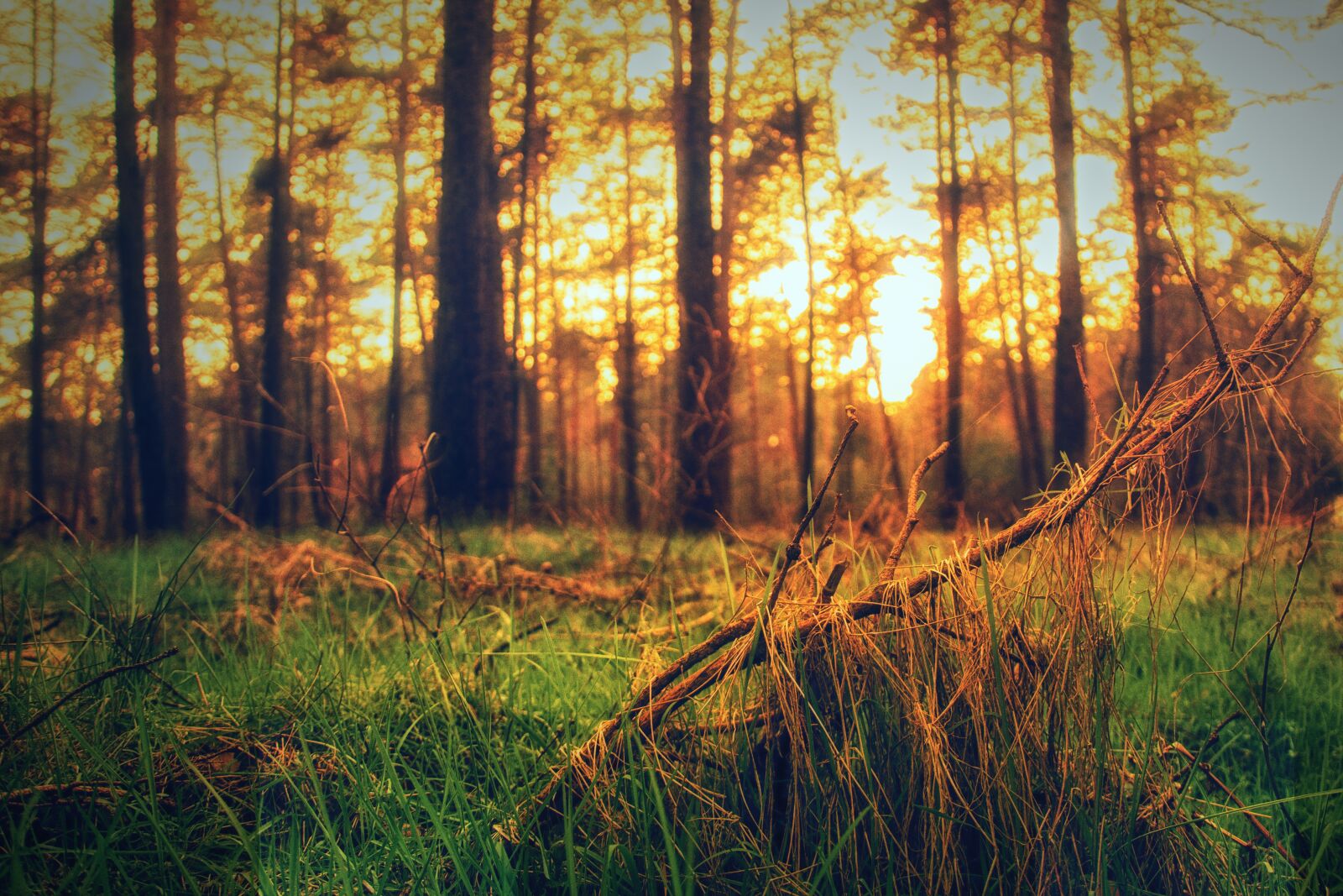 Nikon D7100 sample photo. Forest, trees, nature photography