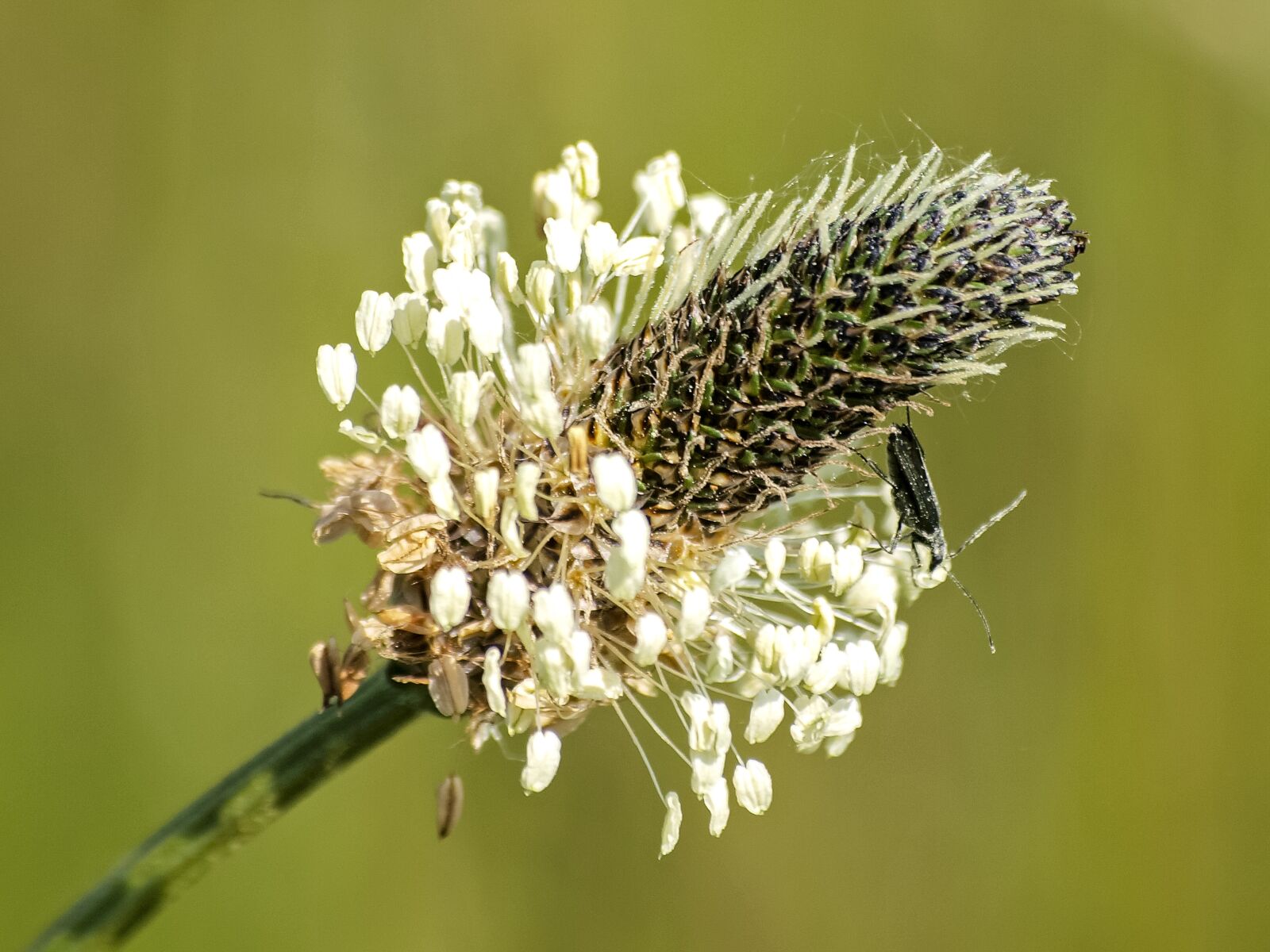Olympus E-3 sample photo. Plantain, plant, nature photography