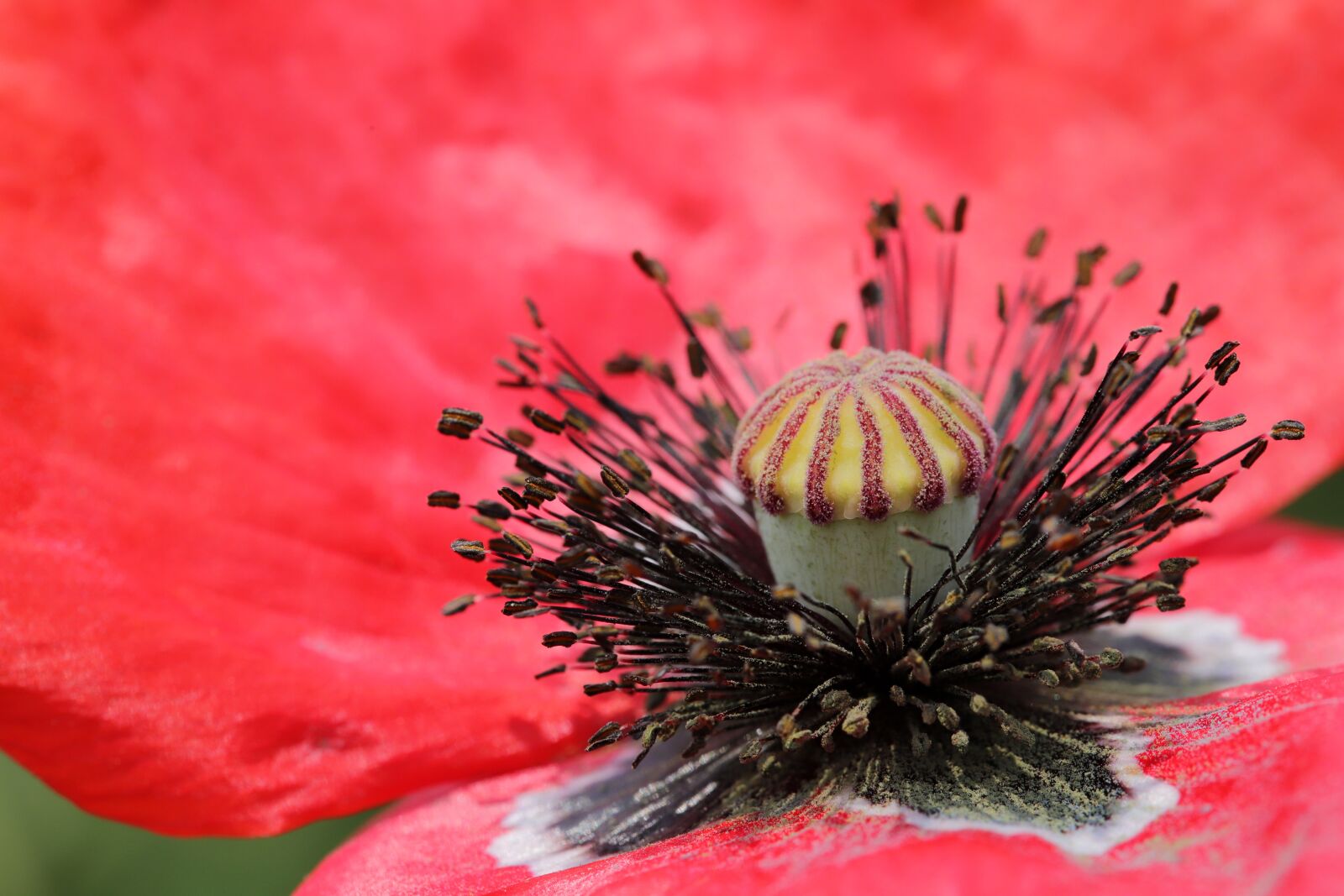 Canon EOS 6D Mark II sample photo. Poppy, flowers, plants photography