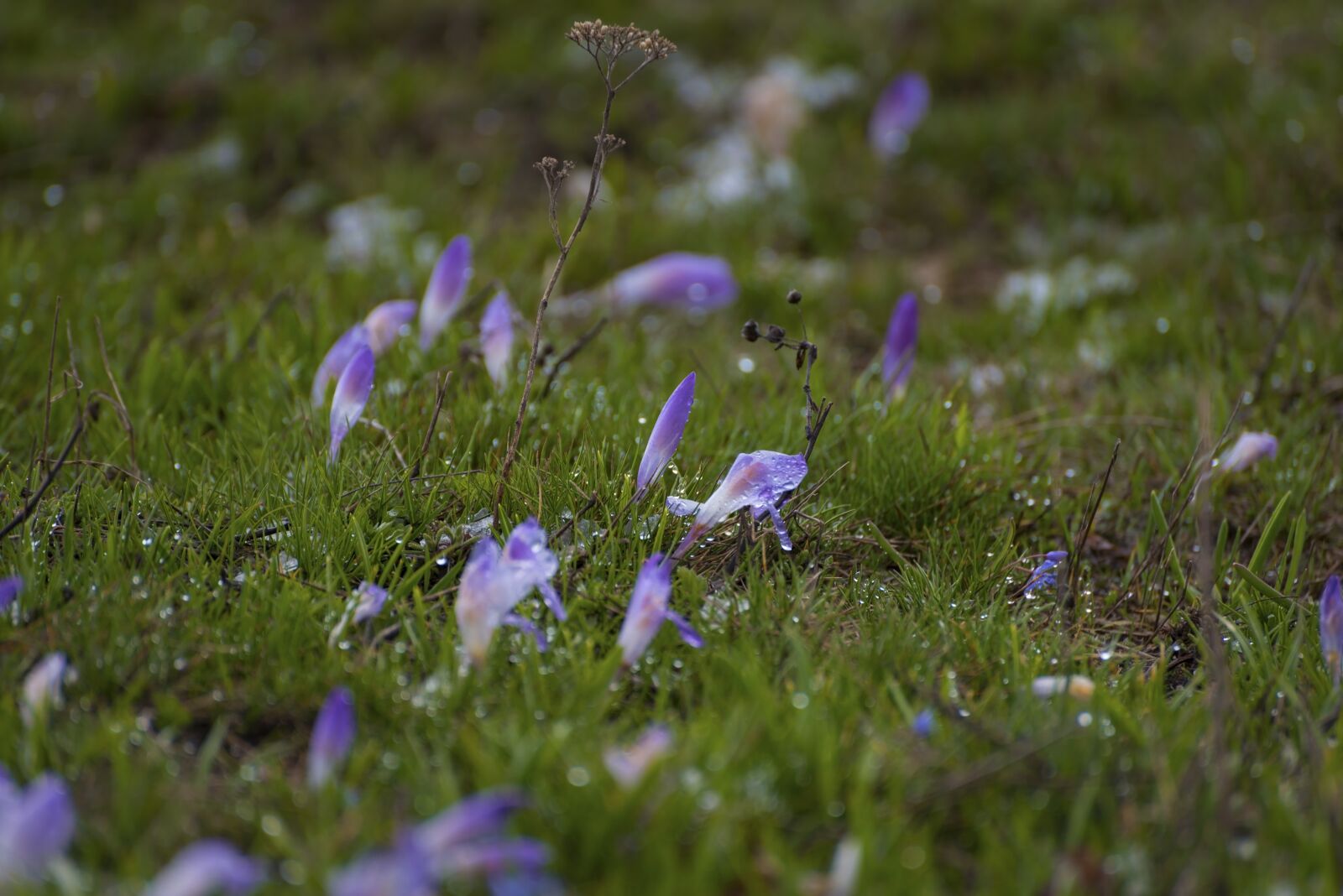 Nikon D750 sample photo. Purple, lilies, flower photography