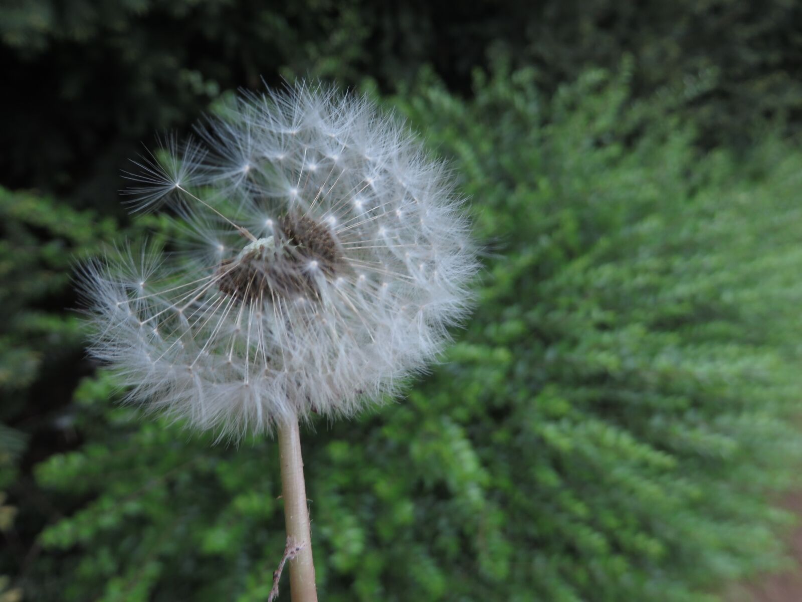 Canon PowerShot SX270 HS sample photo. Dandelion, flower, nature photography