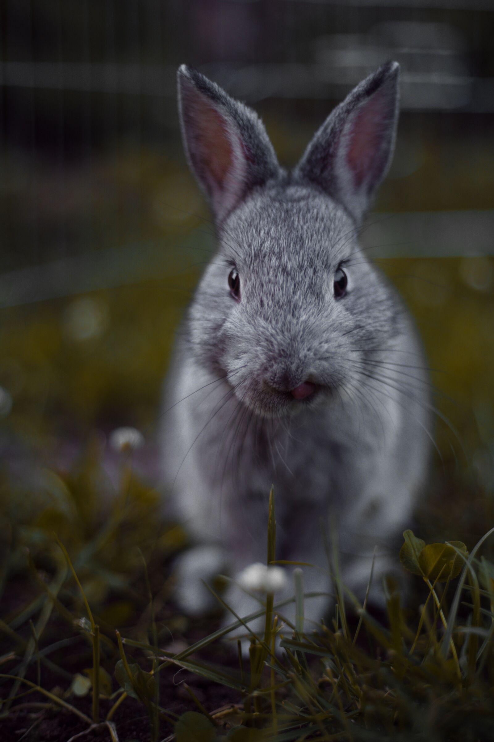 Canon EF 50mm F1.8 II sample photo. Rabbit, rodents, mammal photography