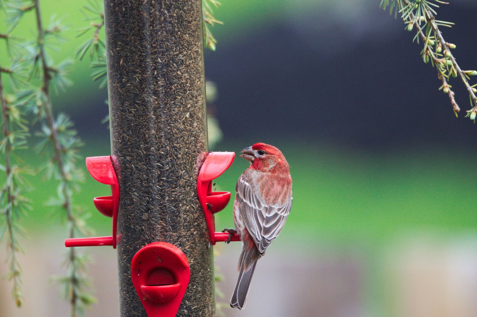 Nikon D5000 sample photo. Finch, bird, wildlife photography