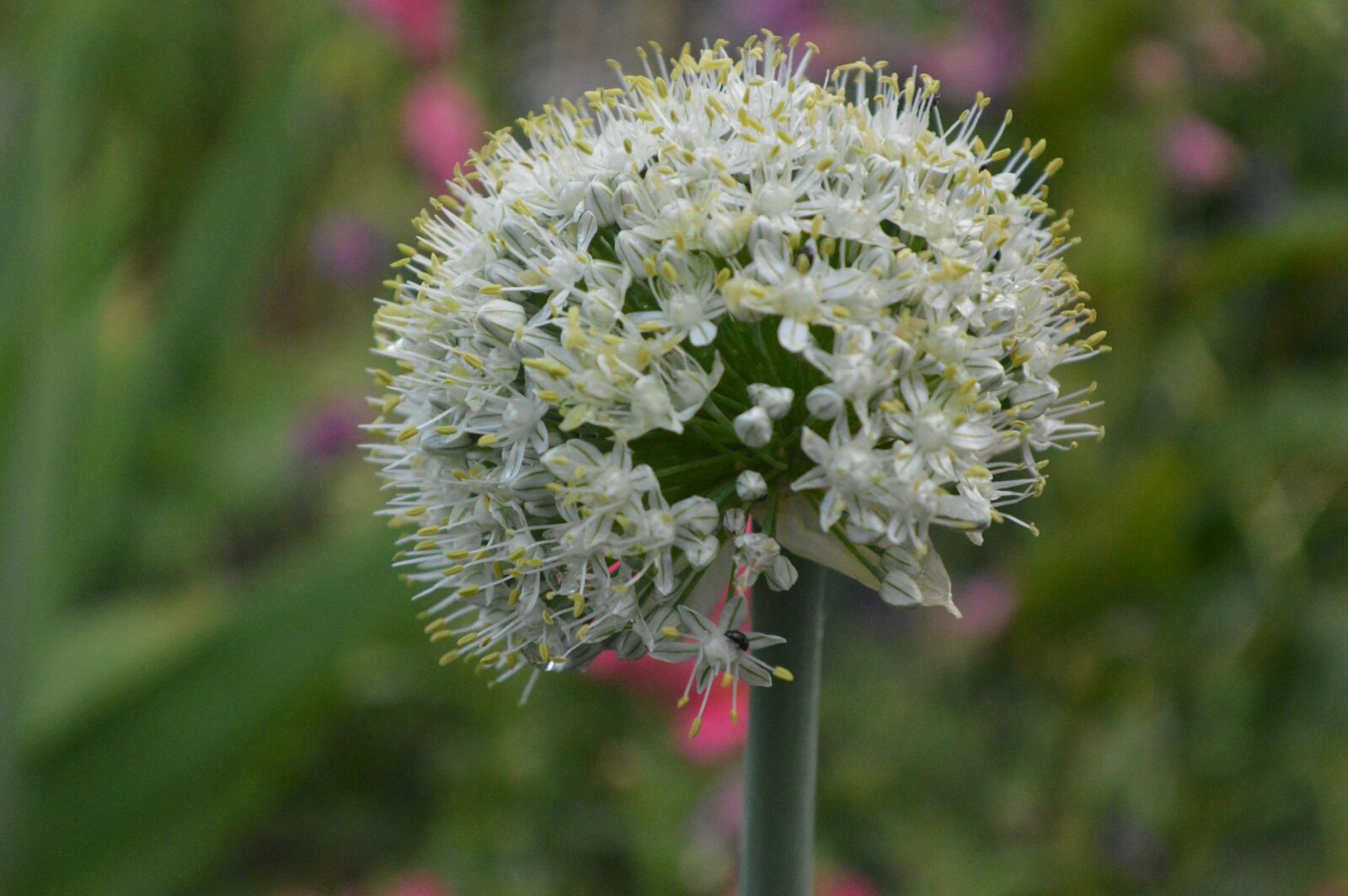 Nikon D3200 sample photo. Leek, plant, garden photography