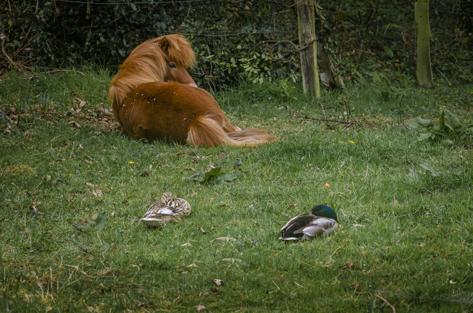 Nikon D7000 sample photo. Pony, duck, rest photography